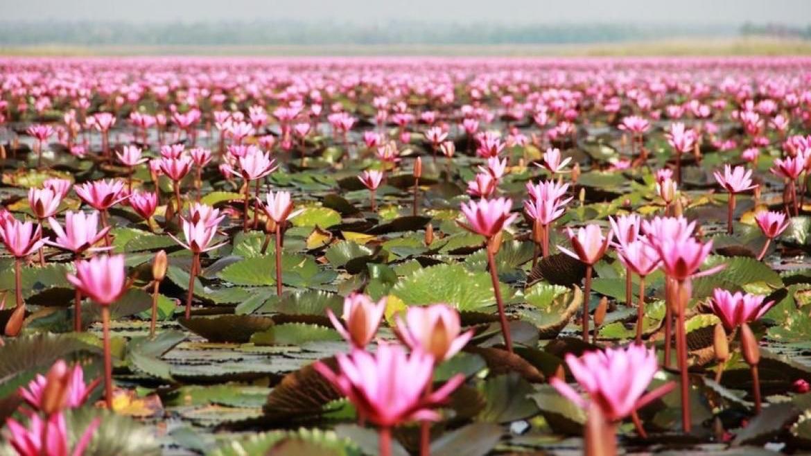 Фото: vk.com/Фестиваль лотосов Республики Калмыкия