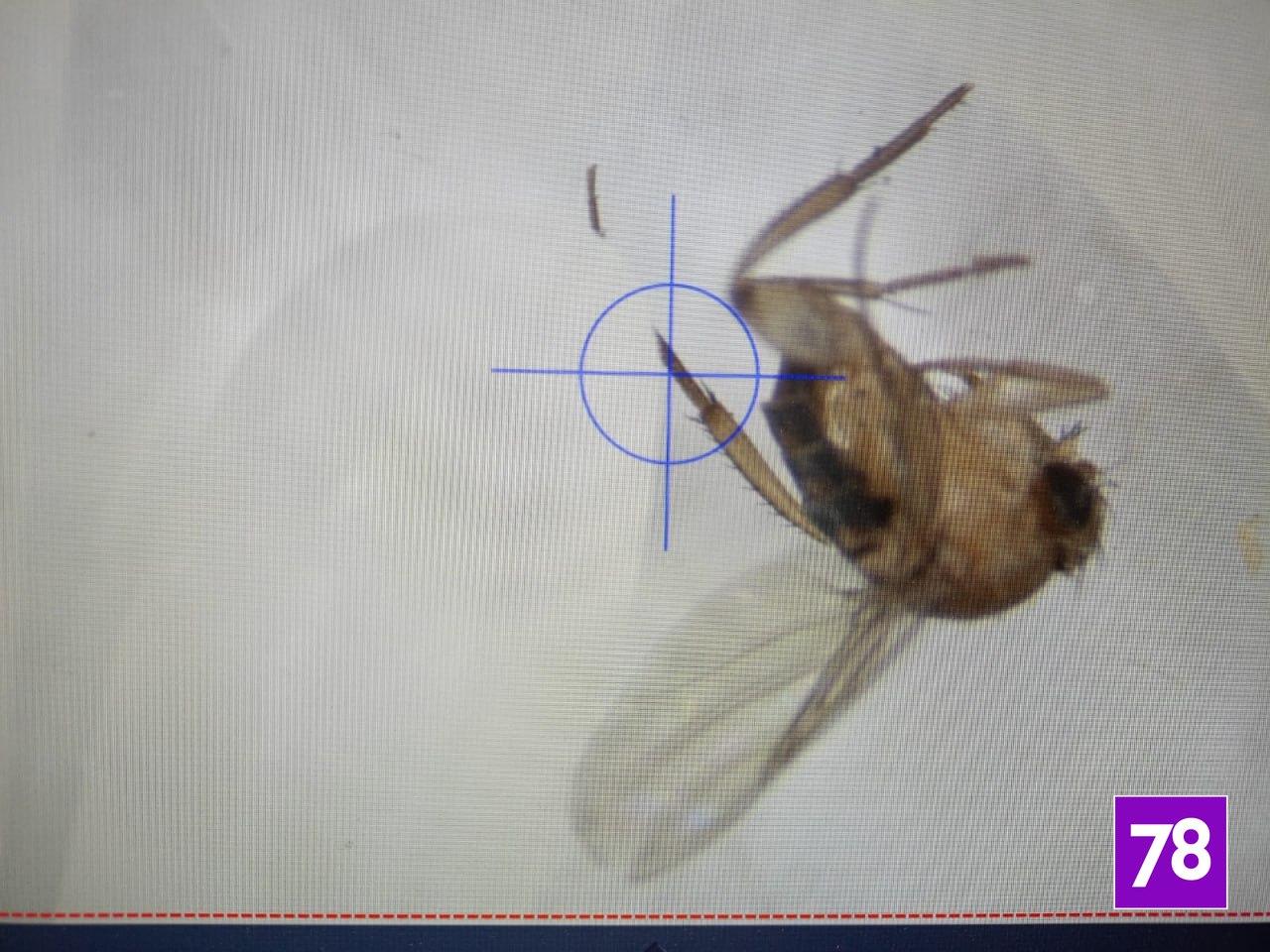 Фото: Федеральный центр оценки безопасности и качества продукции АПК