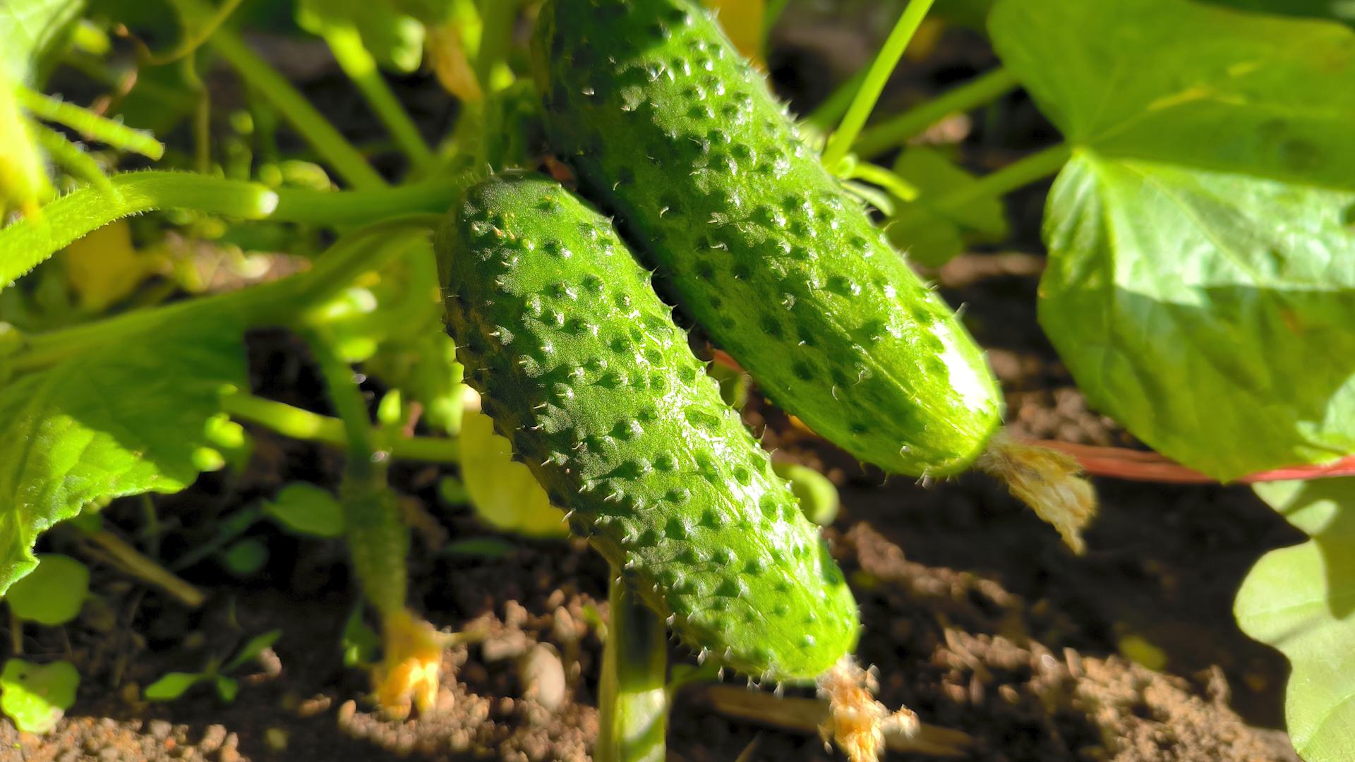 Фото: Maksim Konstantinov/globallookpress.com