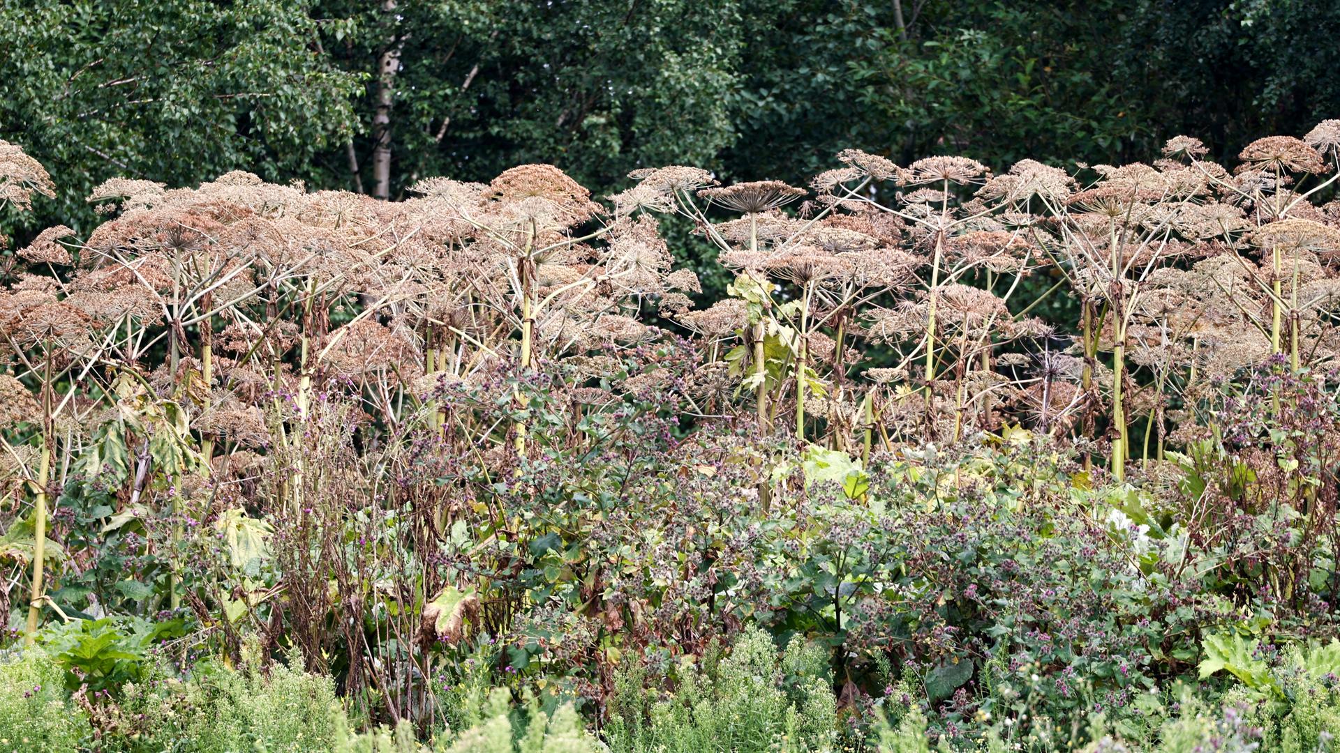 Фото: Petrov Sergey/globallookpress.com