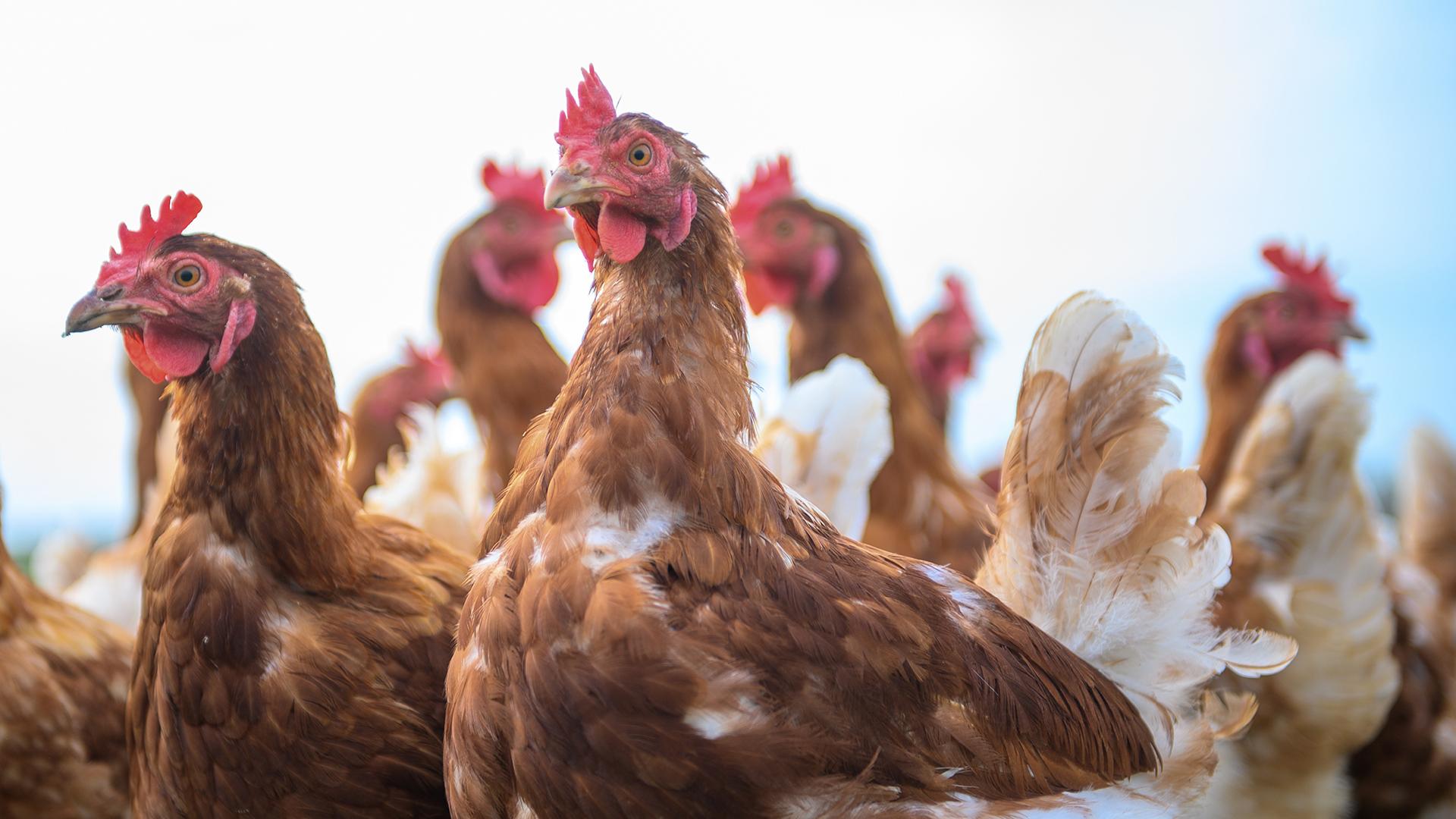 Фото: Klaus-Dietmar Gabbert/globallookpress.com