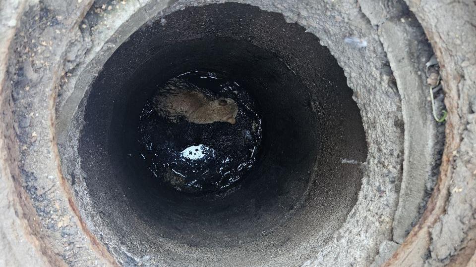 Фото: t.me/VDKSPB