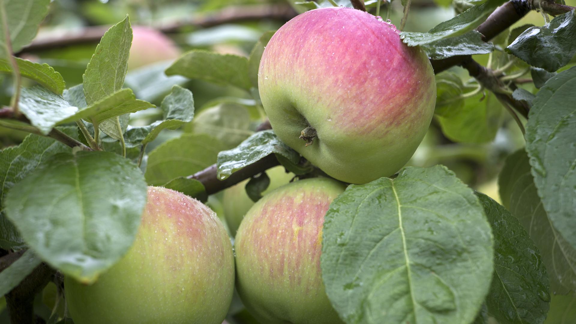 Фото: Nikolay Gyngazov/globallookpress.com