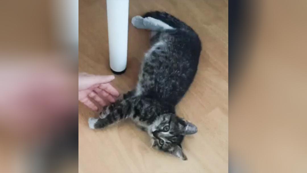 Фото: t.me/SpetsTrans1