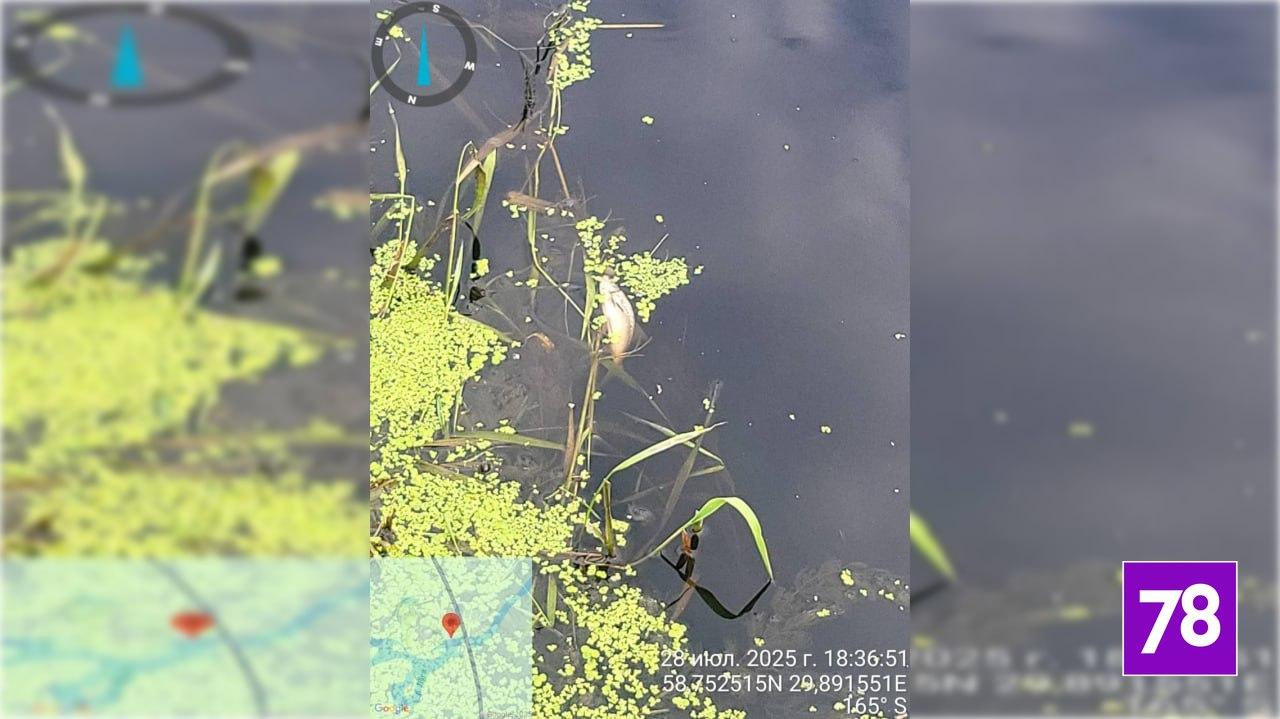 Фото: пресс-служба администрации Ленинградской области