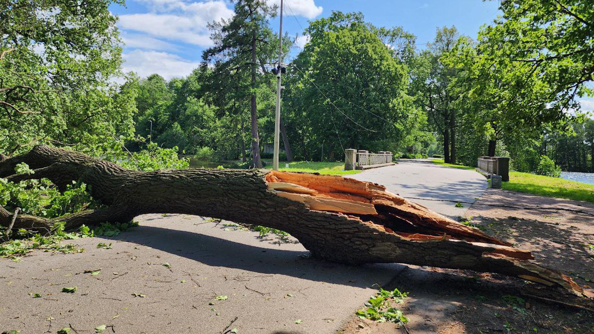 Фото: t.me/elaginpark