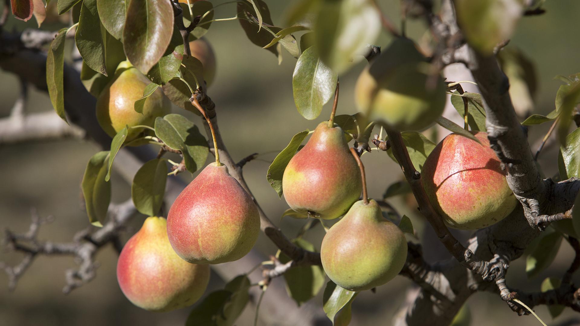 Фото: Nikolay Gyngazov/globallookpress.com