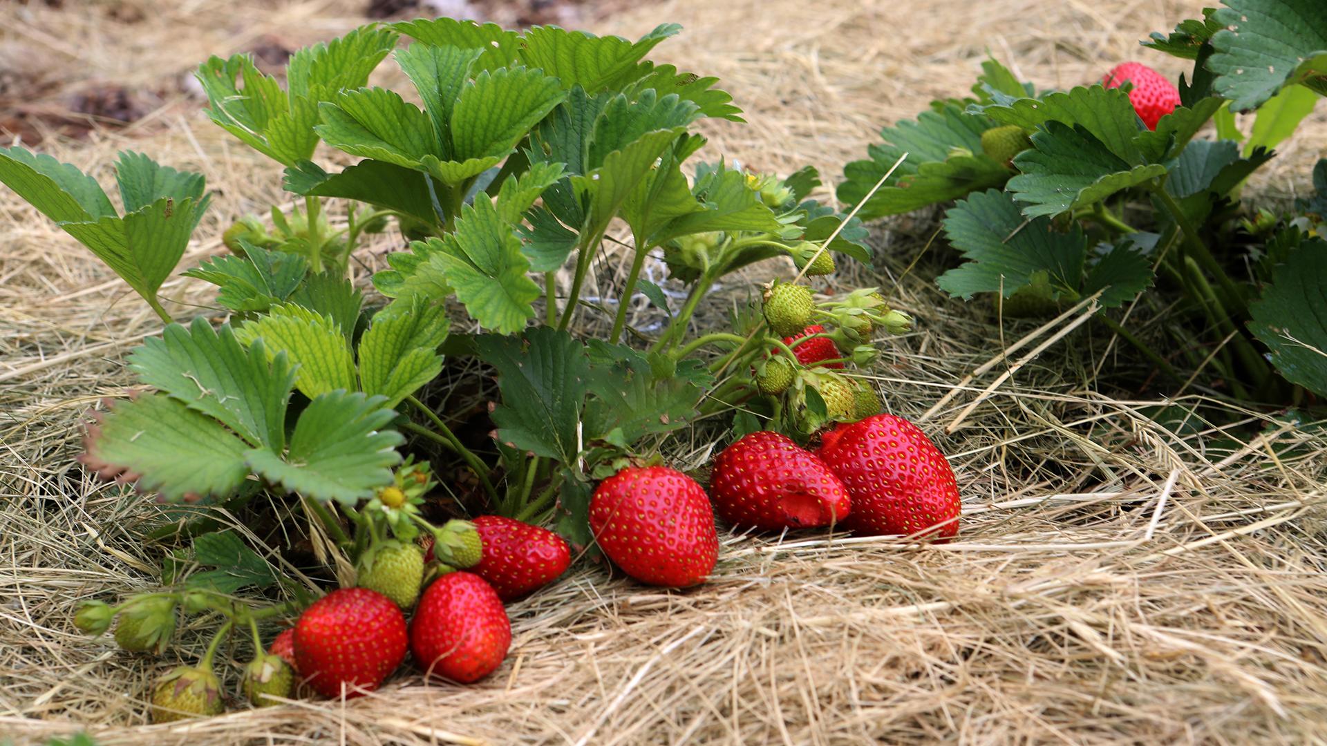 Фото: Nikolay Gyngazov/globallookpress.com