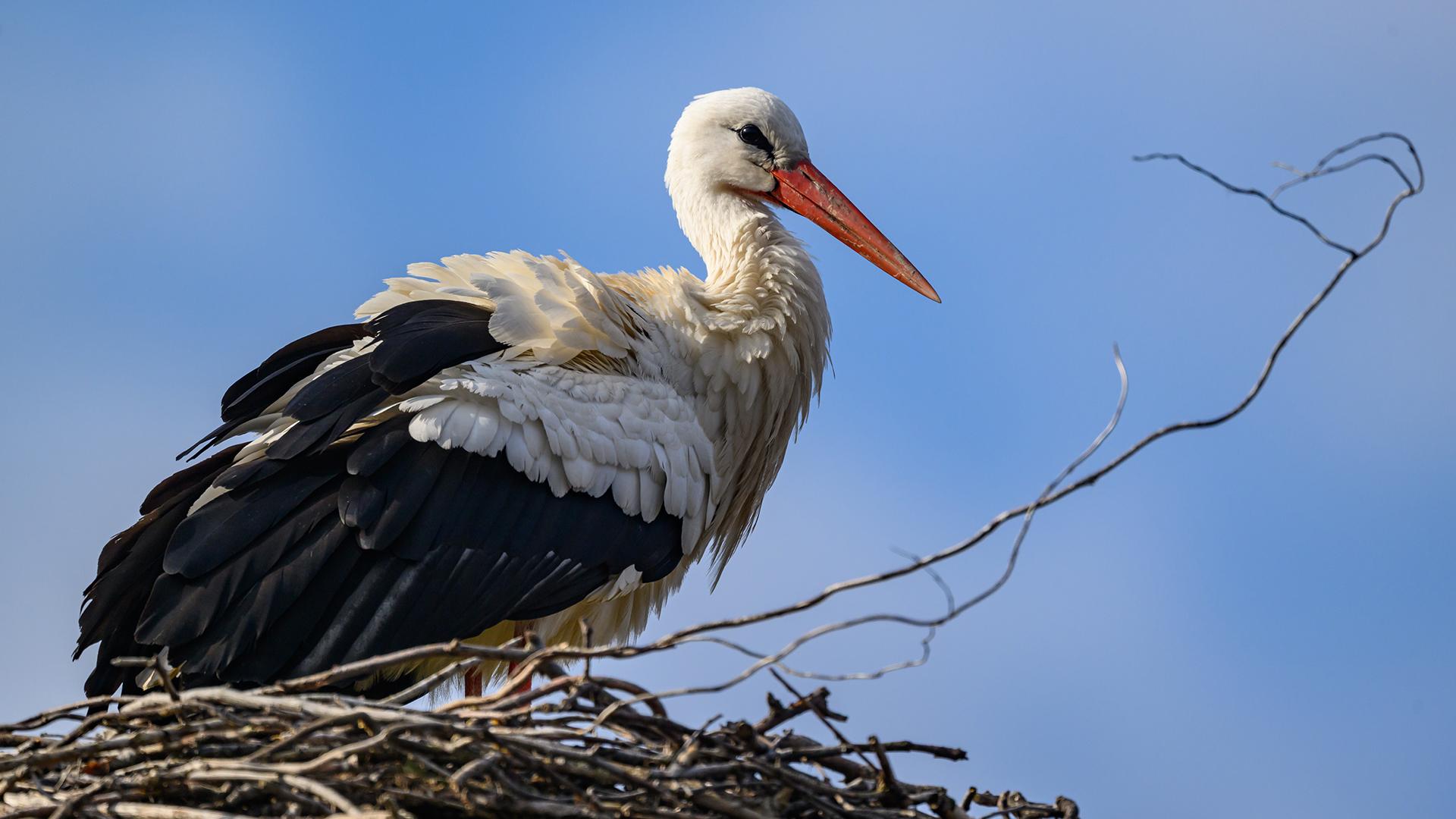 Фото: Patrick Pleul/globallookpress.com