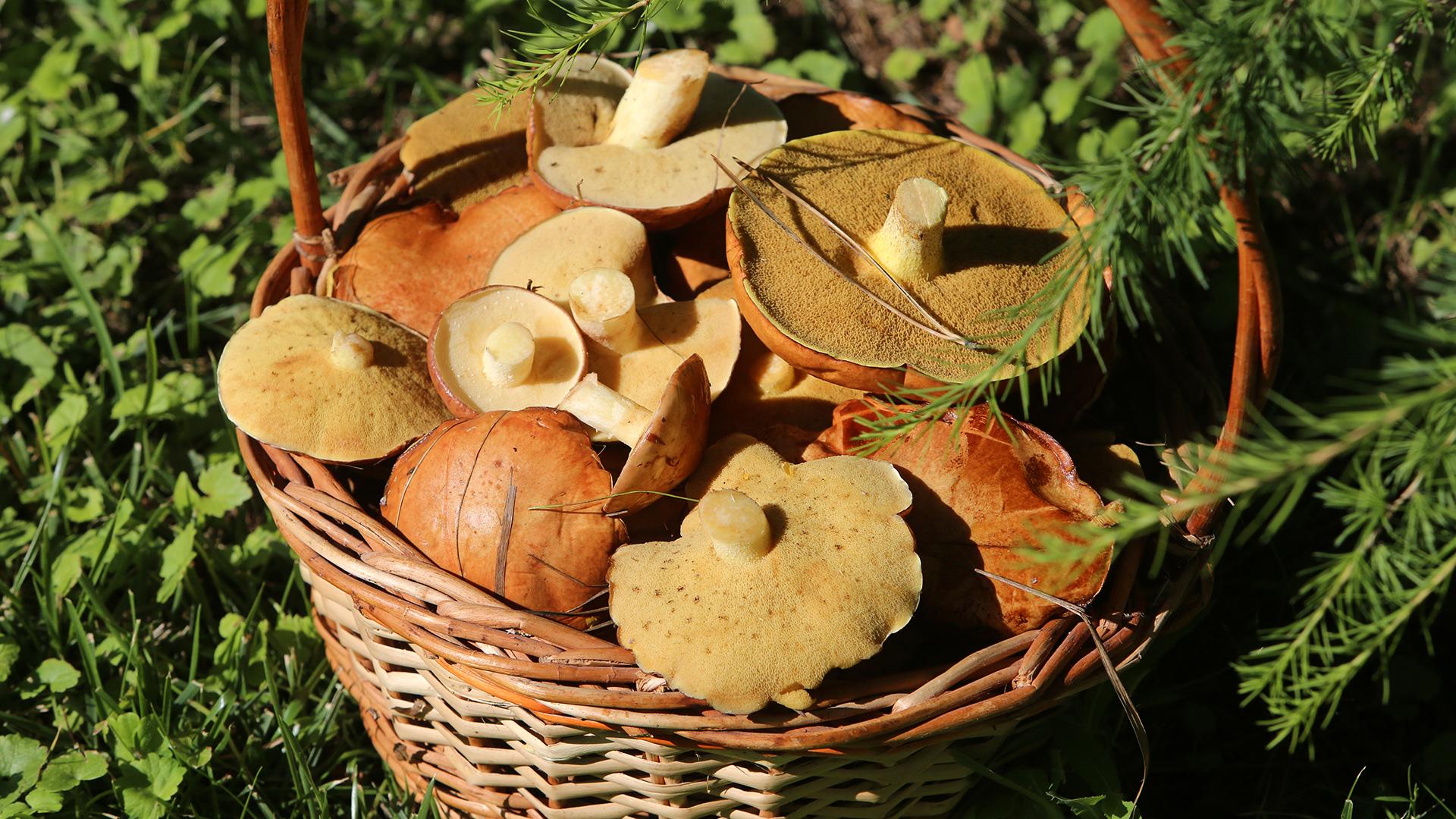 Фото: Nikolay Gyngazov/globallookpress.com