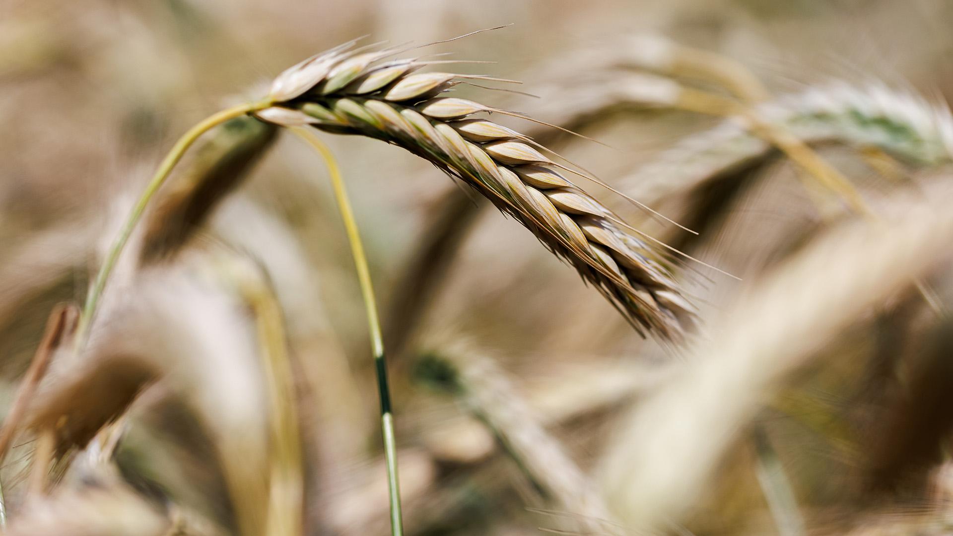 Фото: Sergey Elagin/globallookpress.com