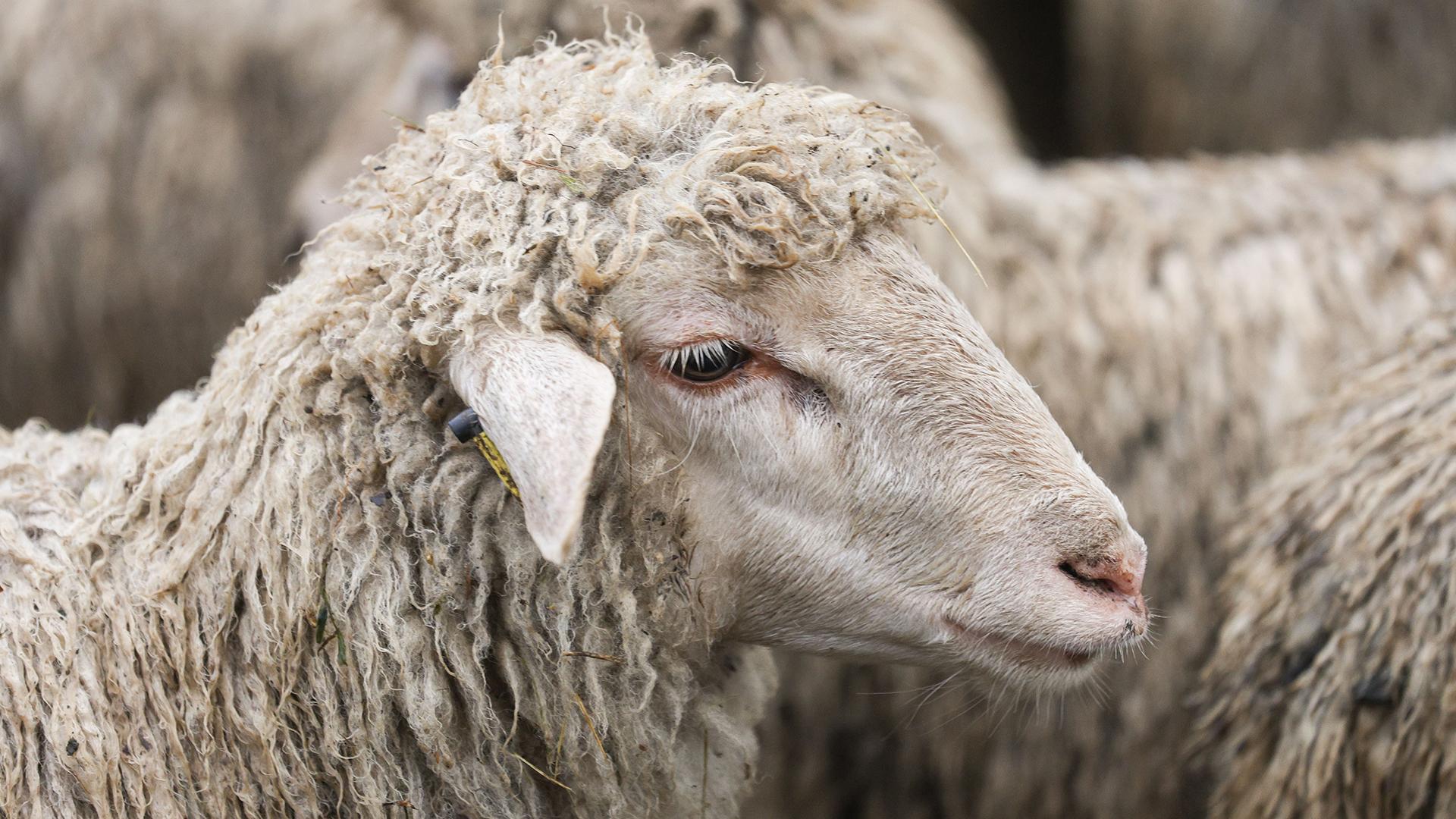 Фото: Andrey Titov/globallookpress.com