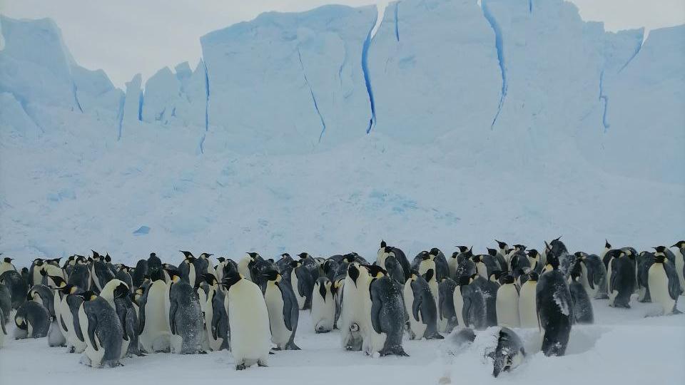 Фото: t.me/aari_official