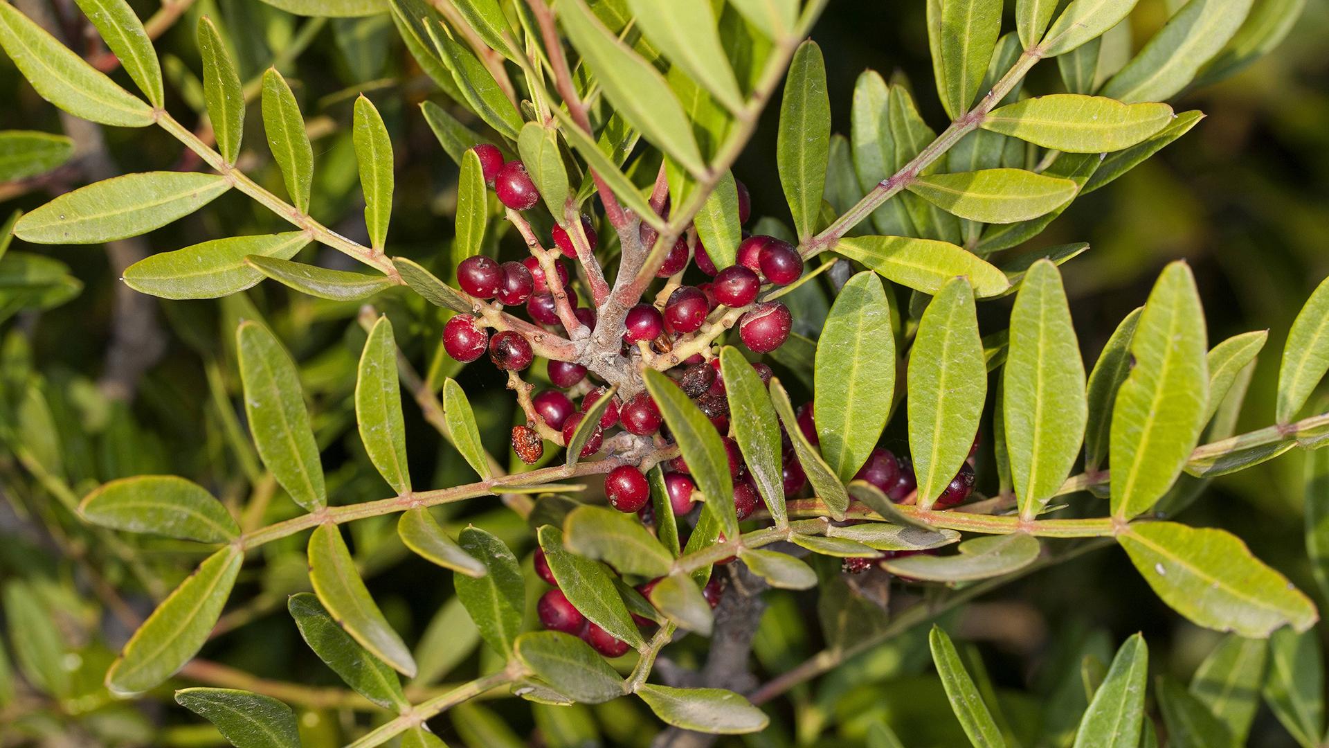 Мастиковое дерево/ Фото: F. Hecker/globallookpress.com