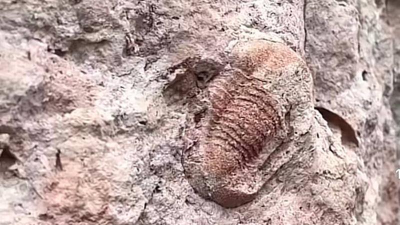 Фото: t.me/russianfossils