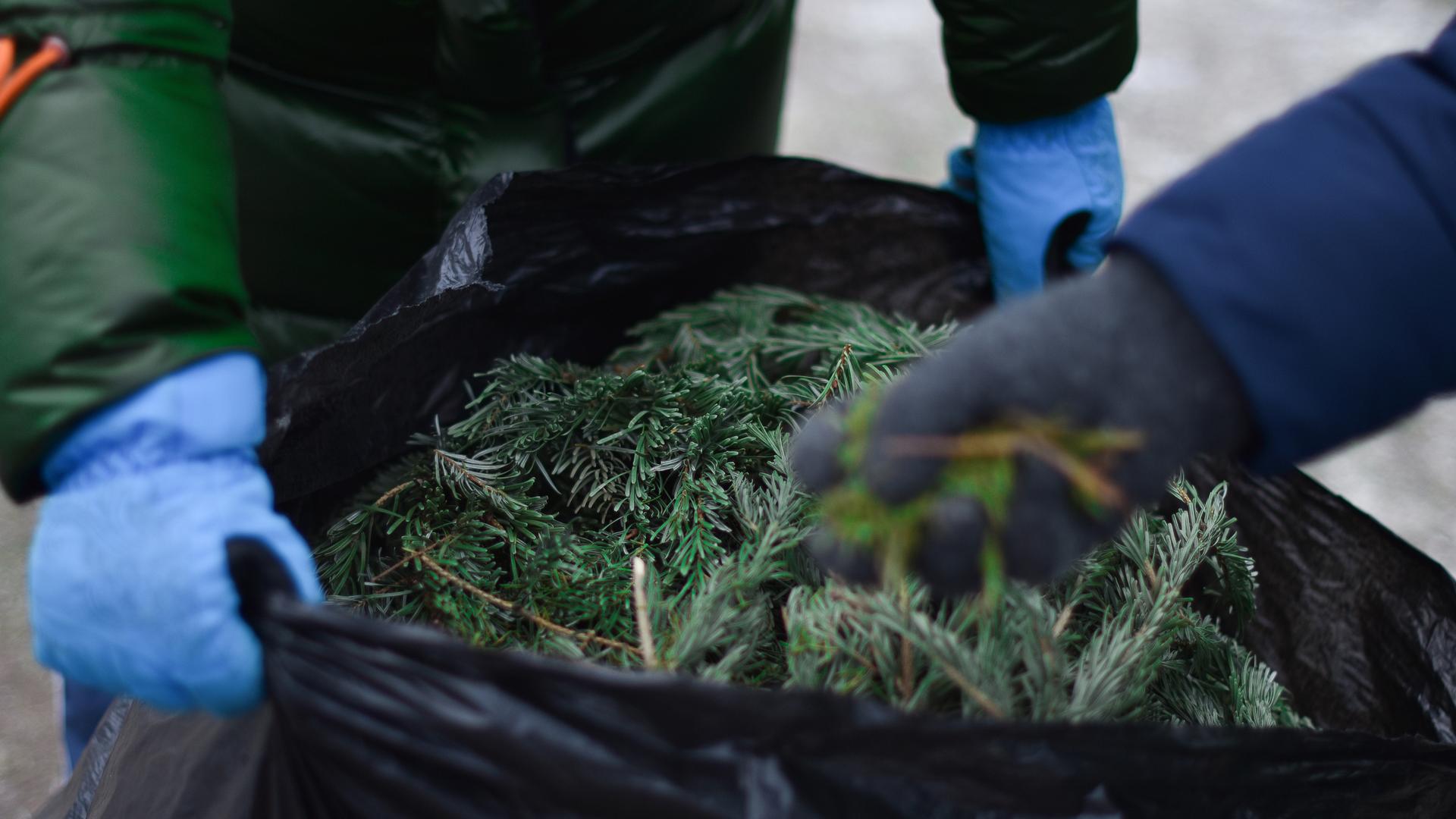 Фото: vk.com/elki_palki_zchepa