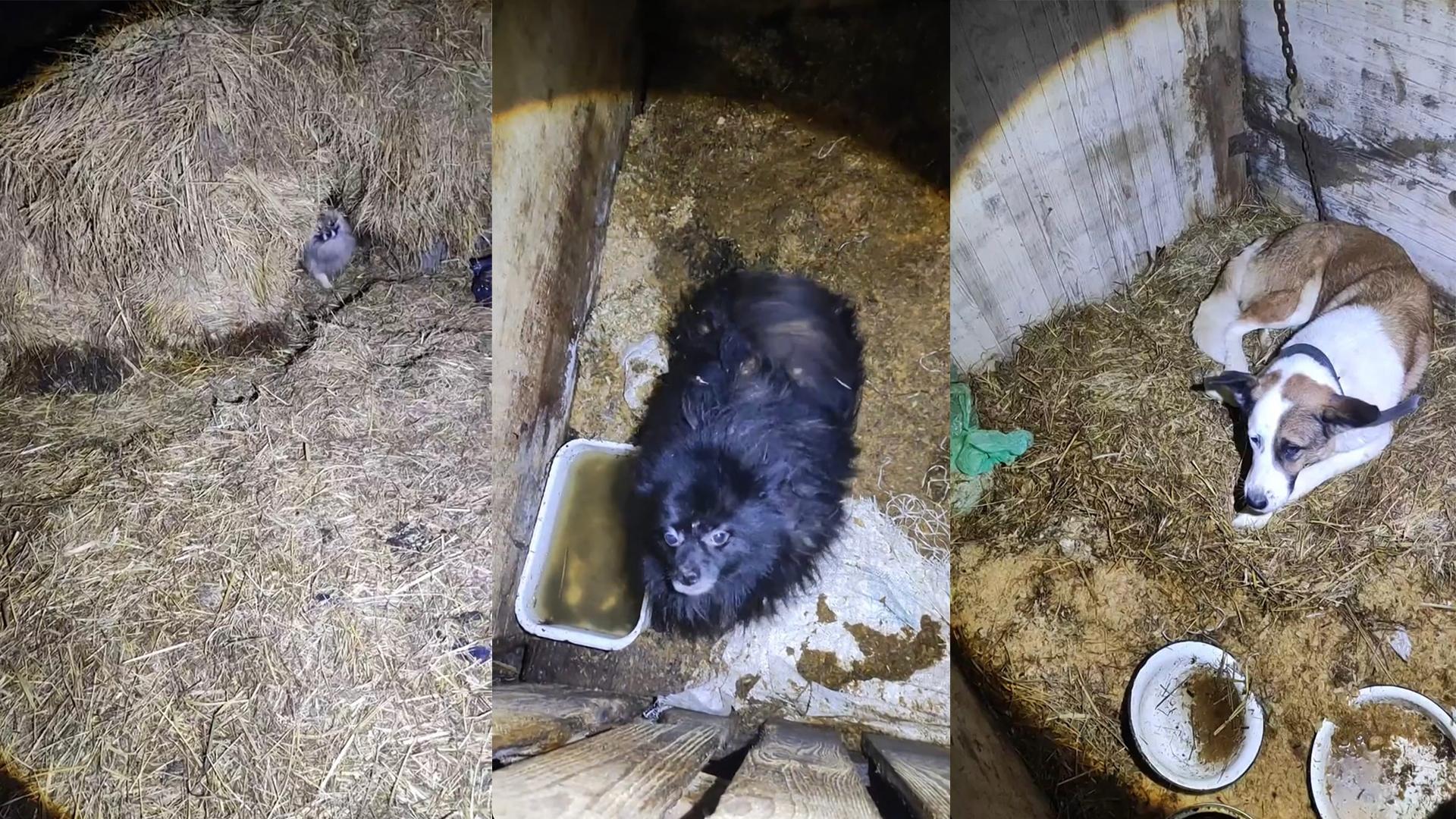 Фото: соцсети