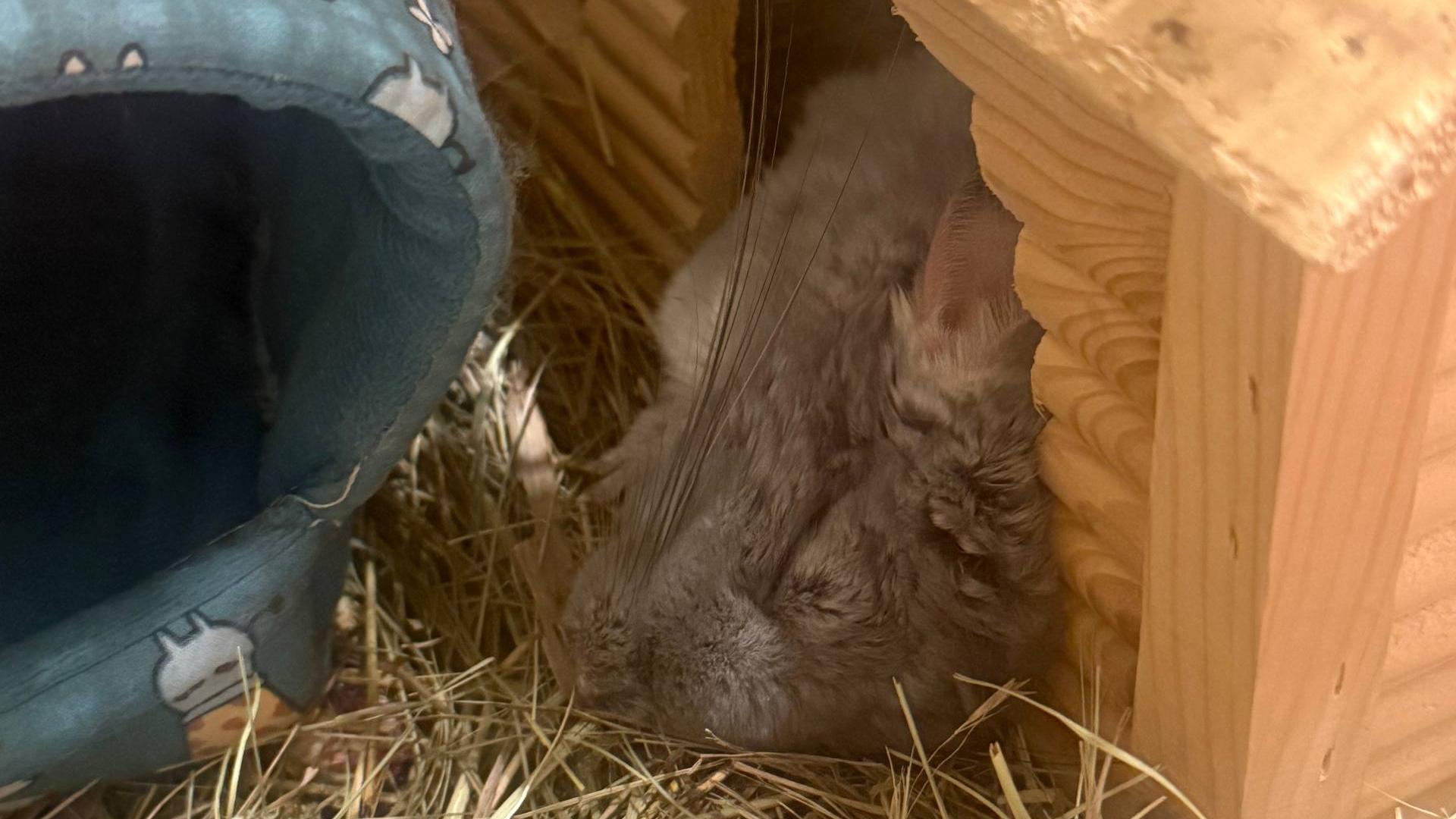 Фото: t.me/bilanofficial