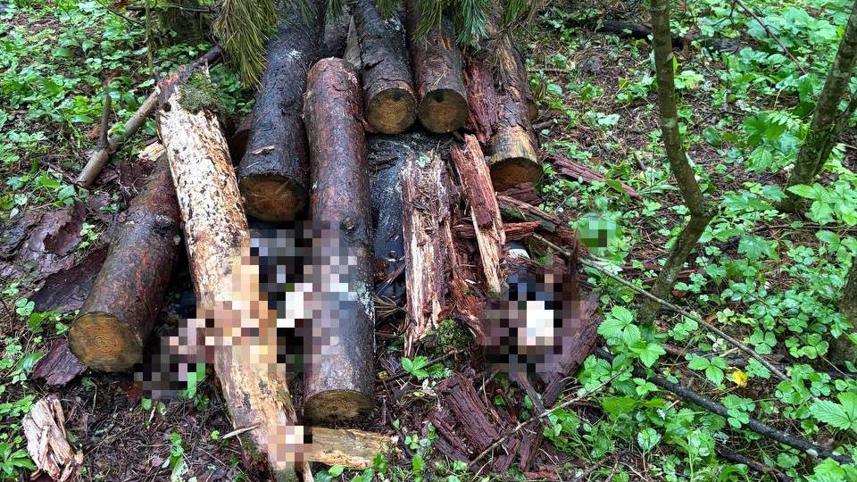 Фото: t.me/sledcom47