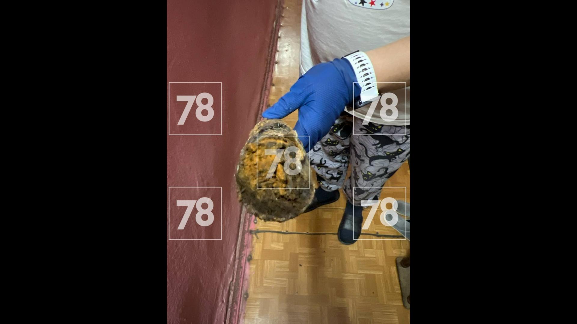 Фото: 78.ru