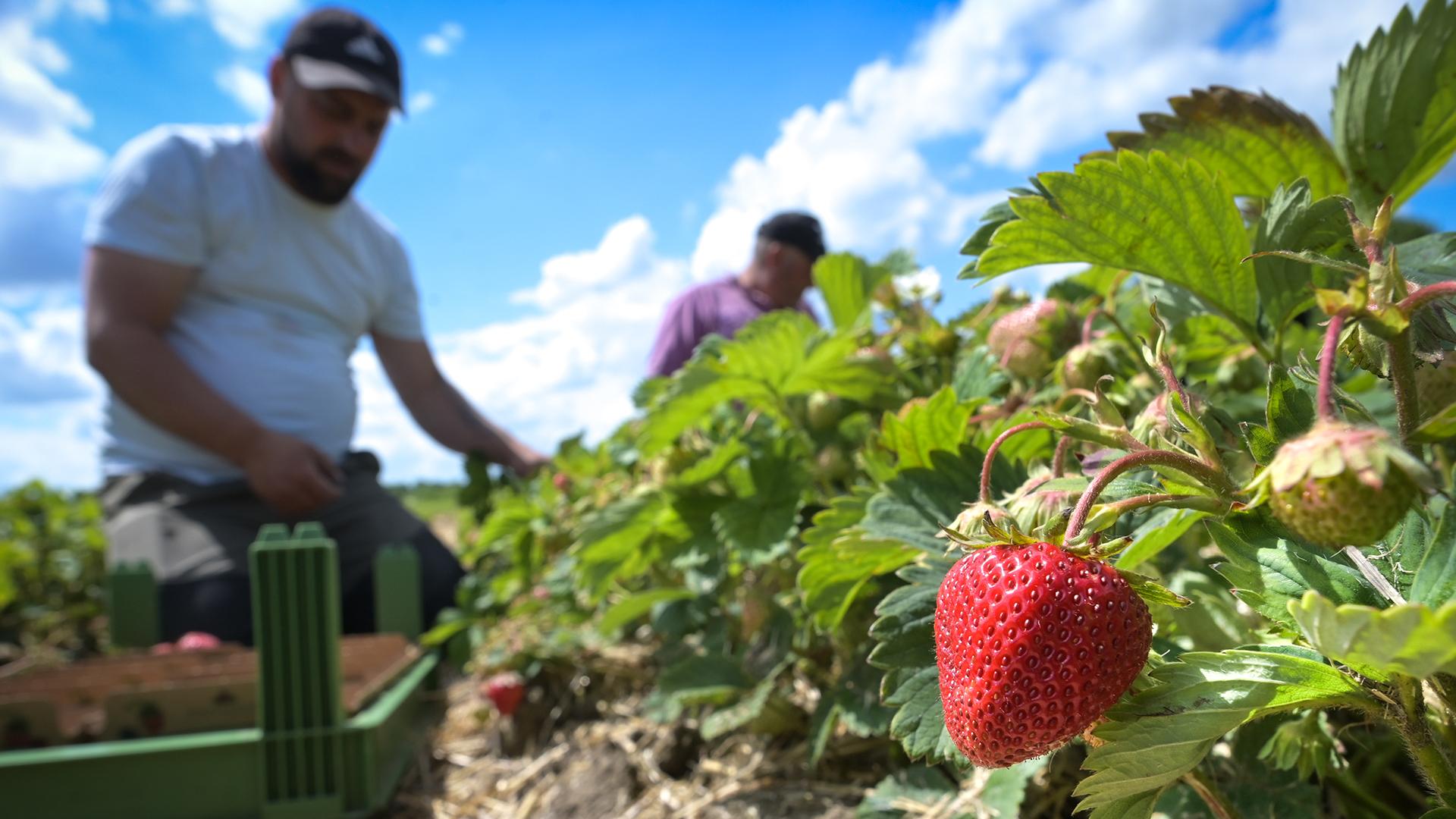 Фото: Heiko Rebsch/globallookpress.com