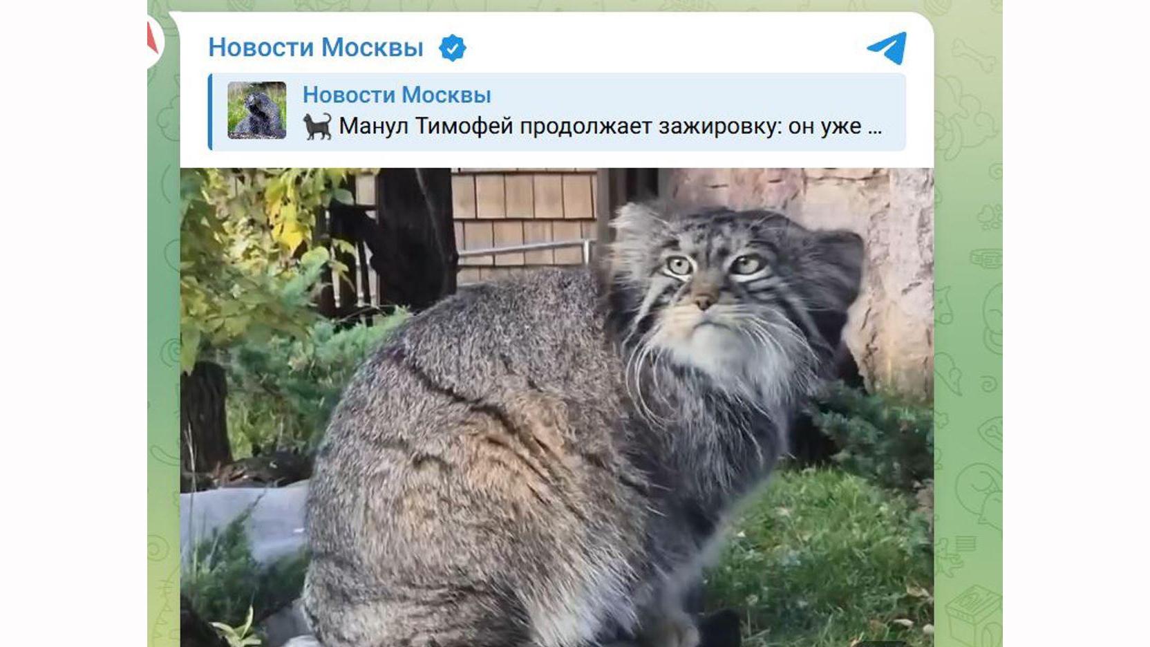 Фото: Телеграм-канал 