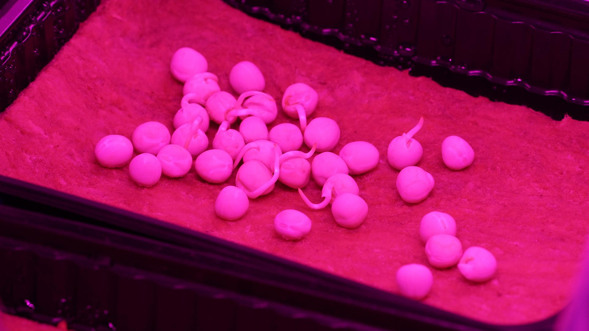 Фото: ИЗВЕСТИЯ/Сергей Лантюхов