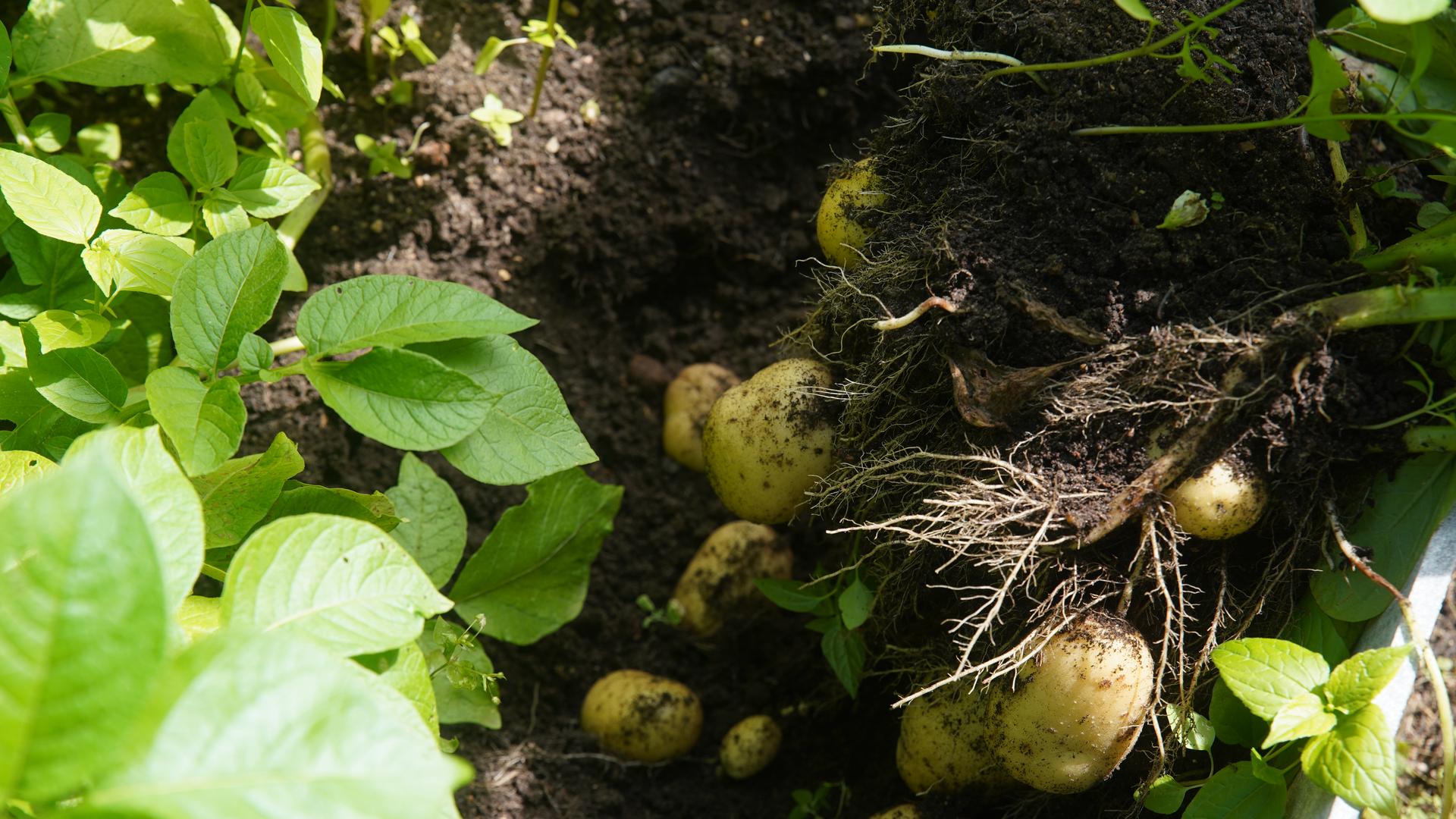 Фото: ИЗВЕСТИЯ/Эдуард Корниенко