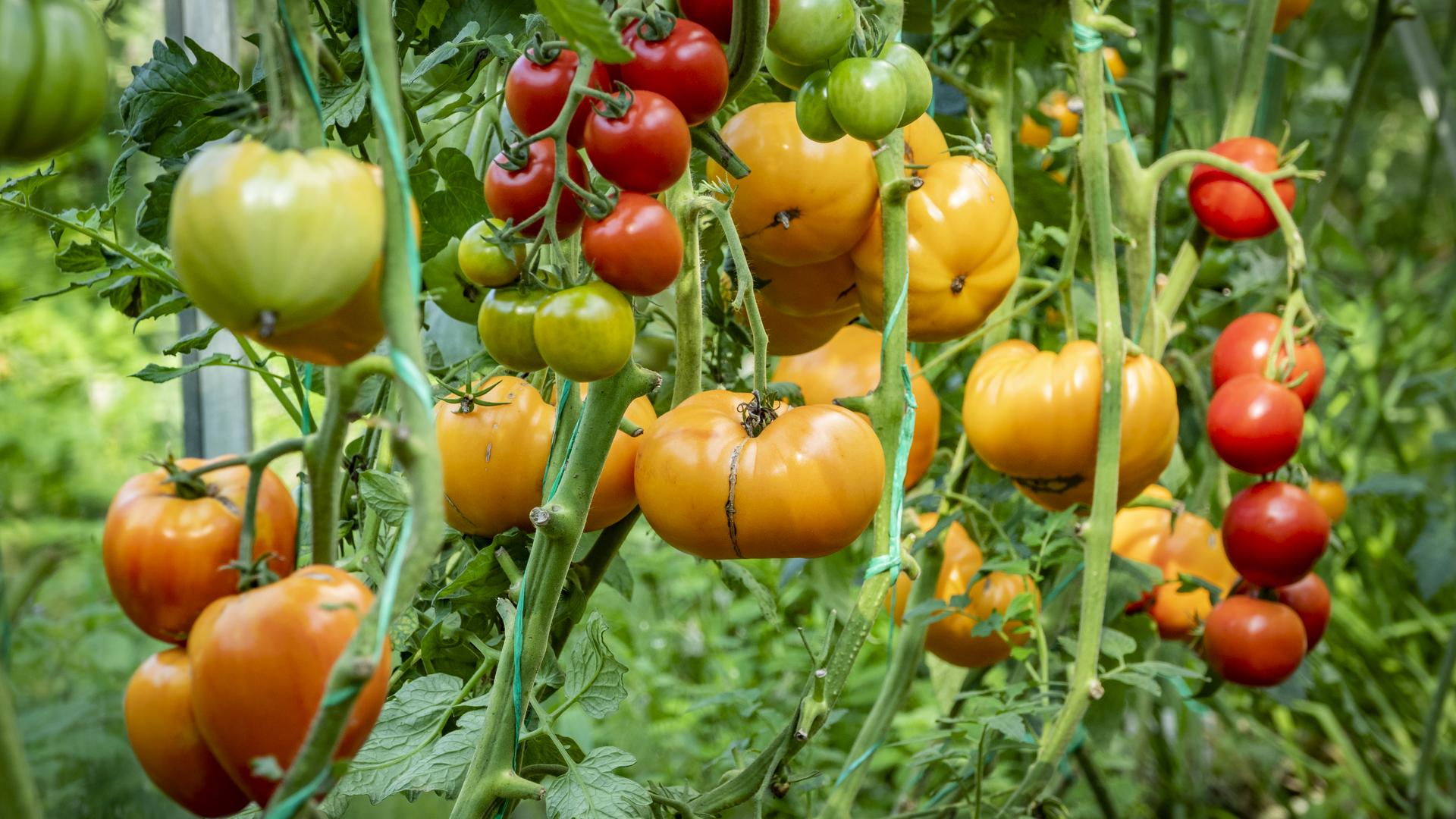 Фото: ИЗВЕСТИЯ/Константин Кокошкин