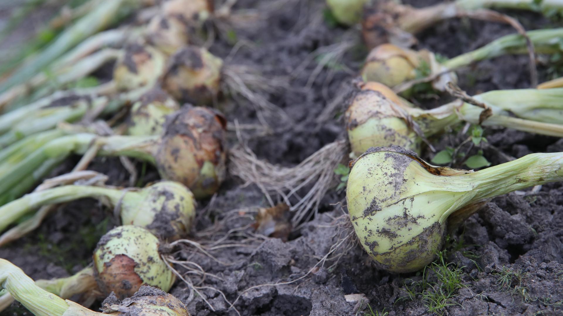 Фото: ALEXANDR KAZAKOV/Александр Казаков