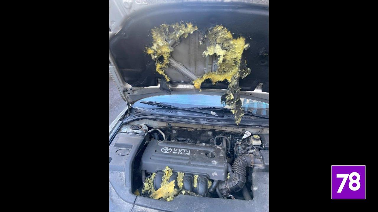 Фото: соцсети