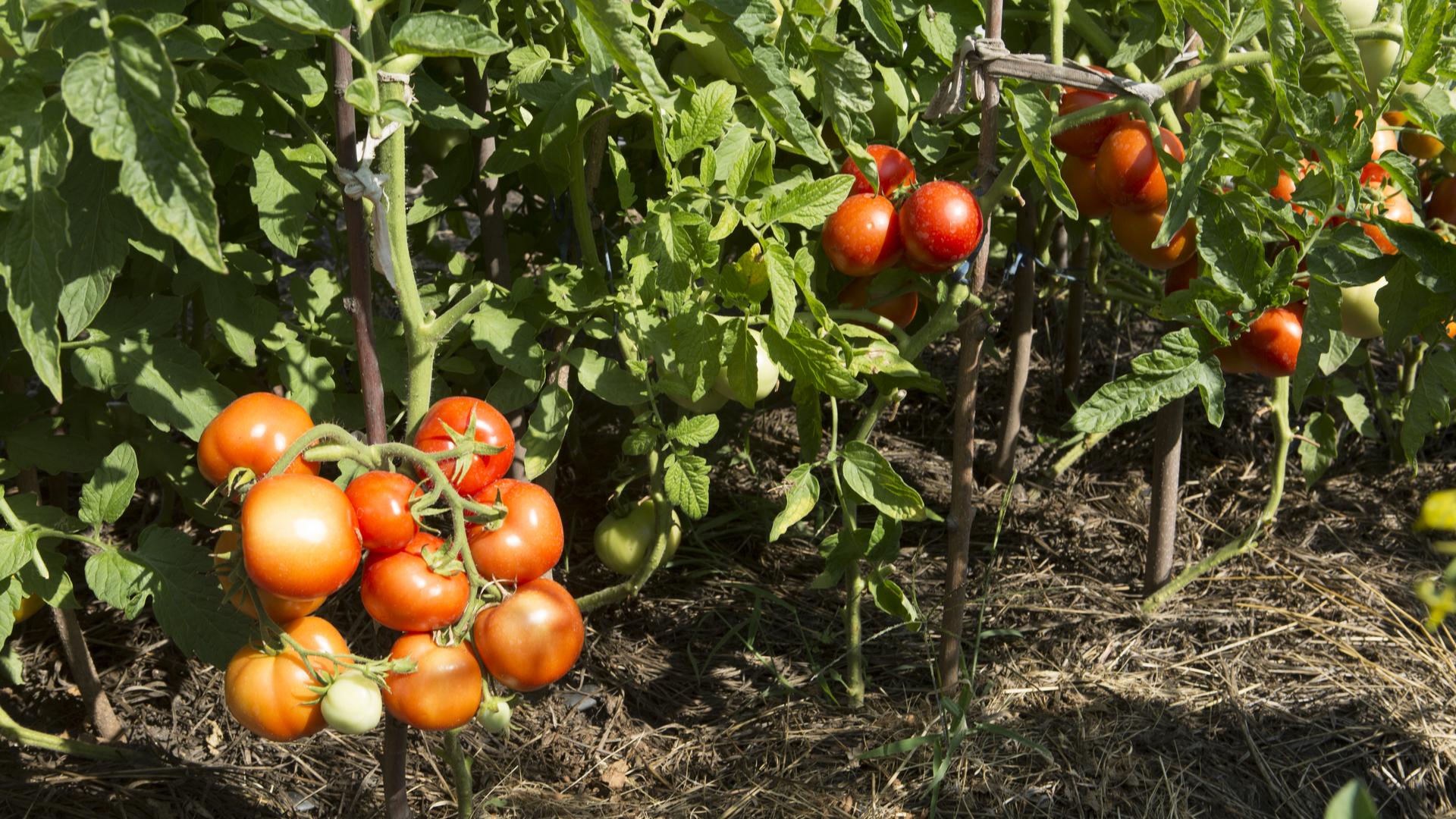 Фото: Nikolay Gyngazov/Global Look Press