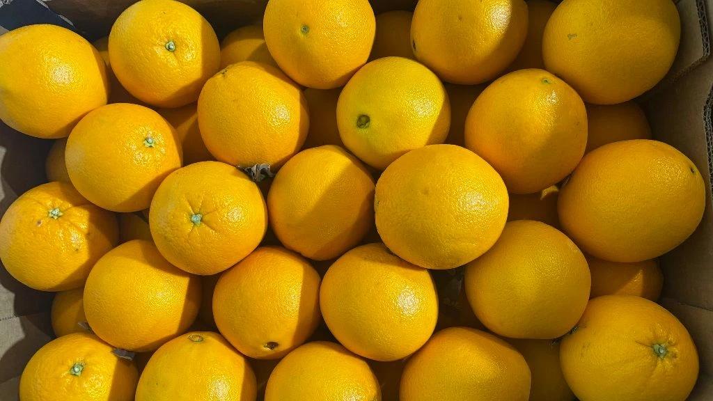 Фото: пресс-служба Северо-Западного межрегионального управления Россельхознадзора