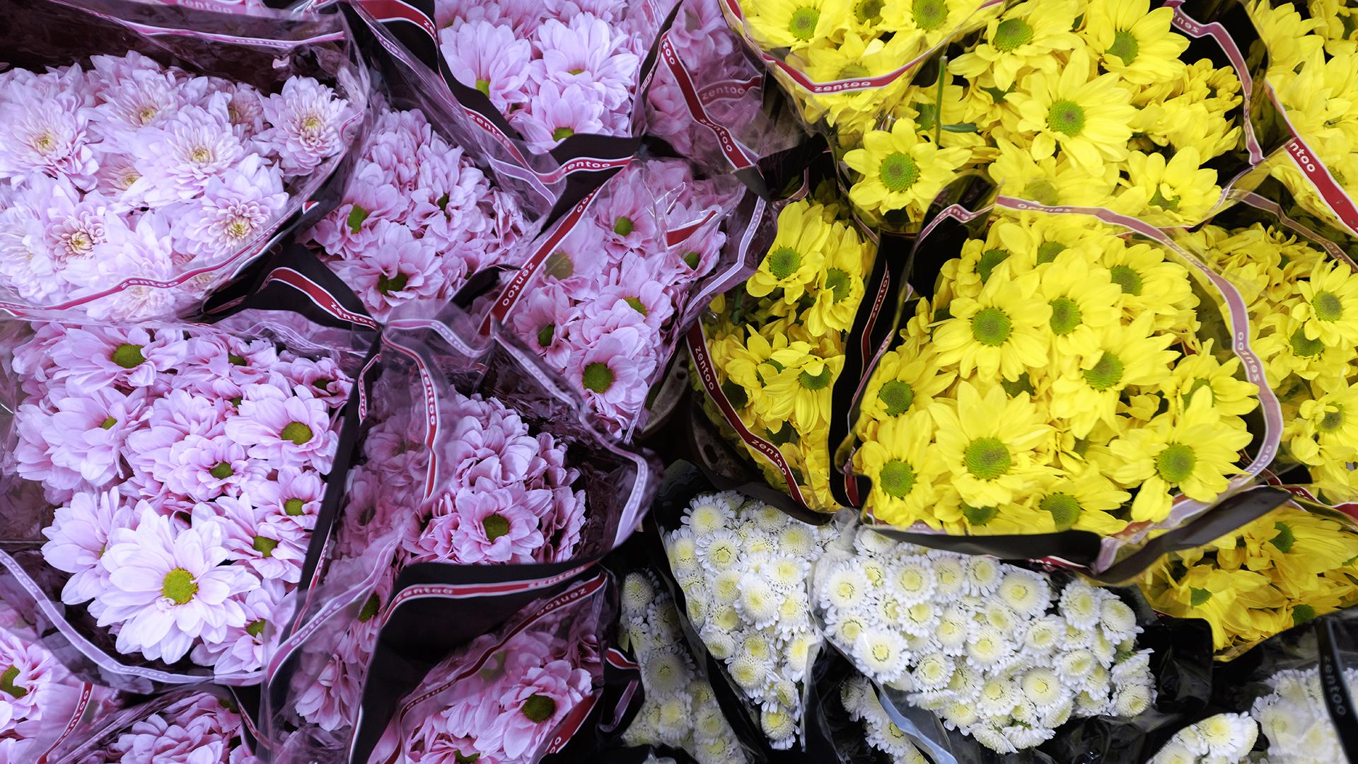 Фото: Sergey Elagin/globallookpress.com