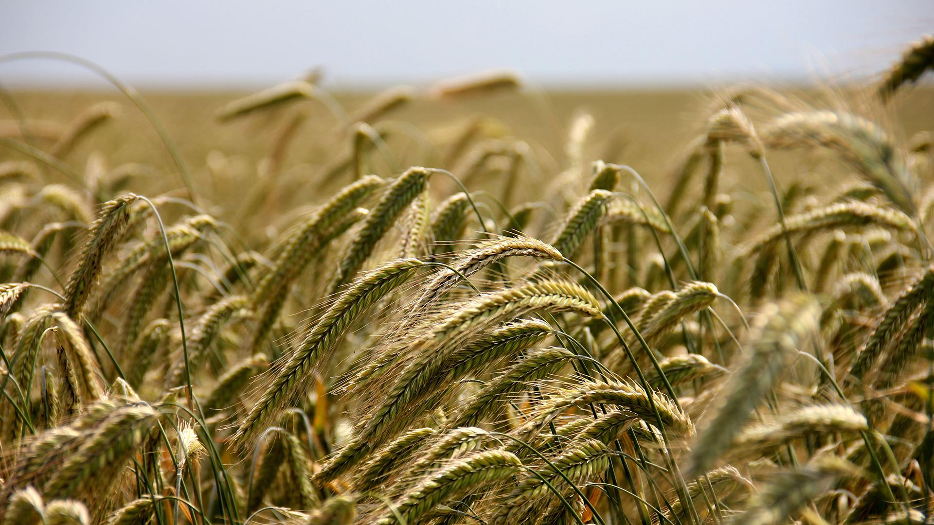 Фото: pxhere.com