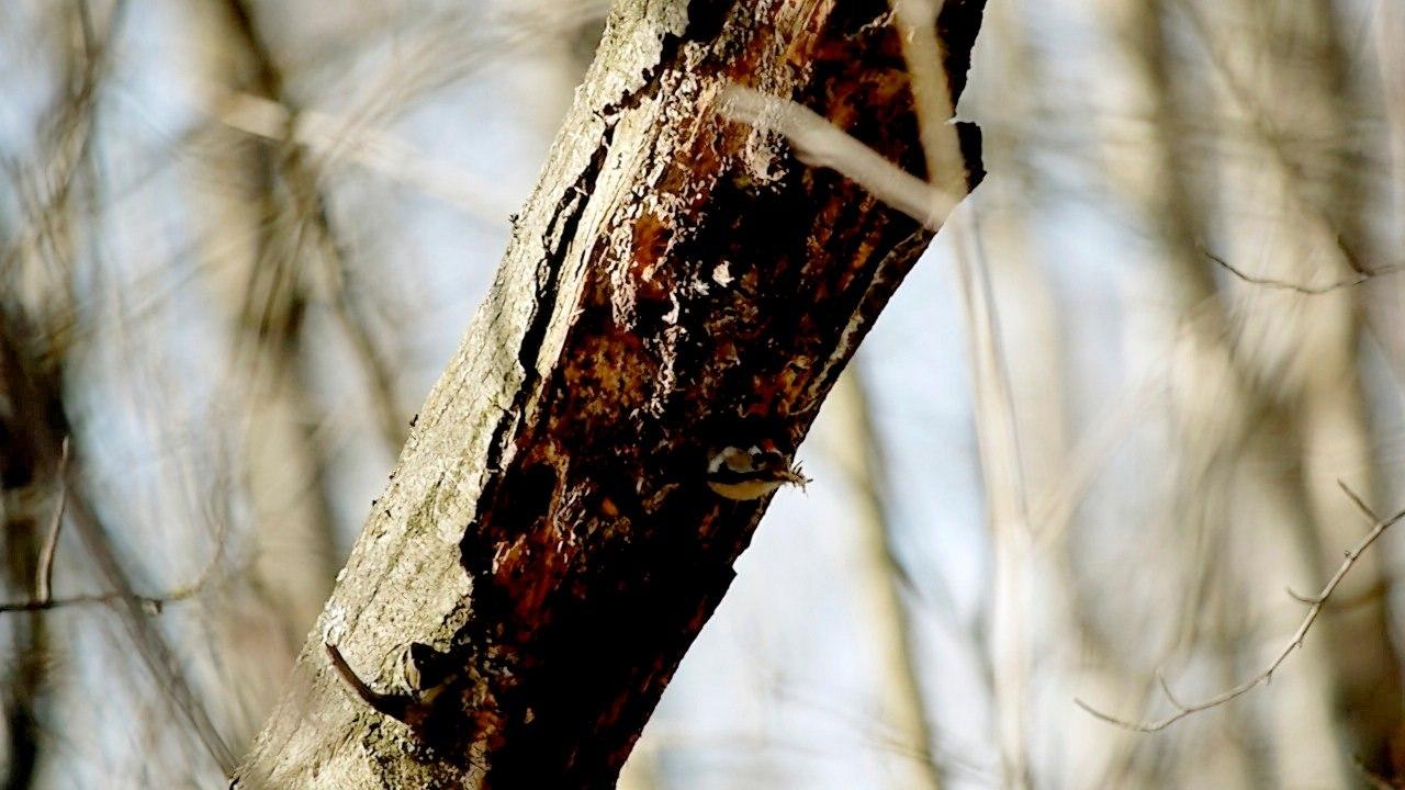 Фото: t.me/kazdoytvaripopare