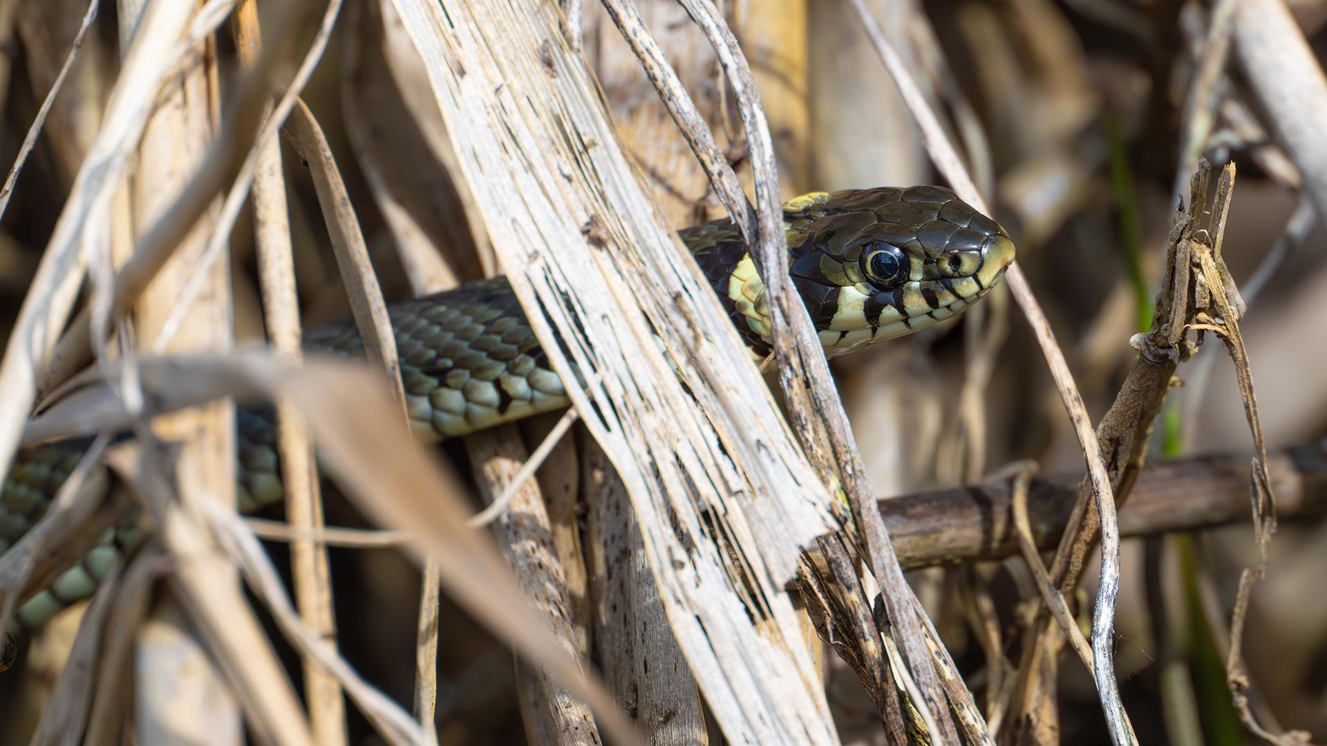 Фото: Patrick Pleul/globallookpress.com