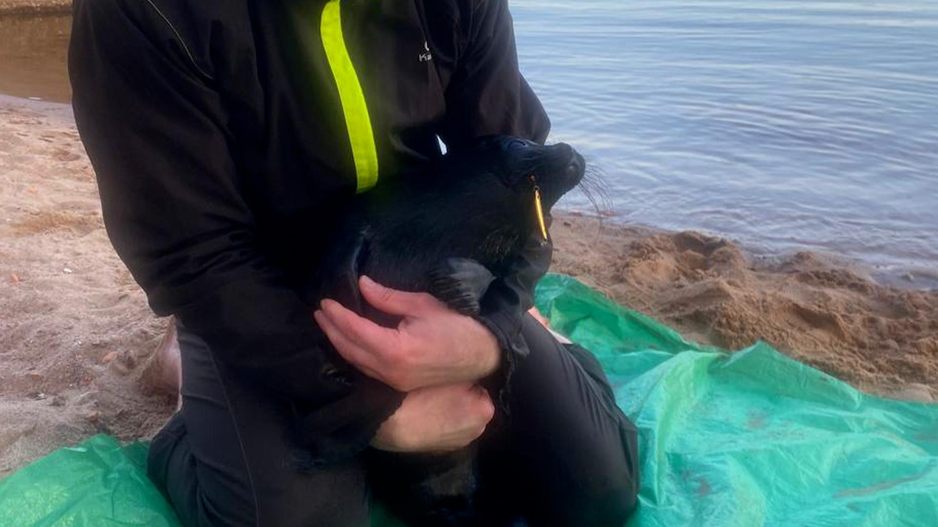 Фото: t.me/sealresque