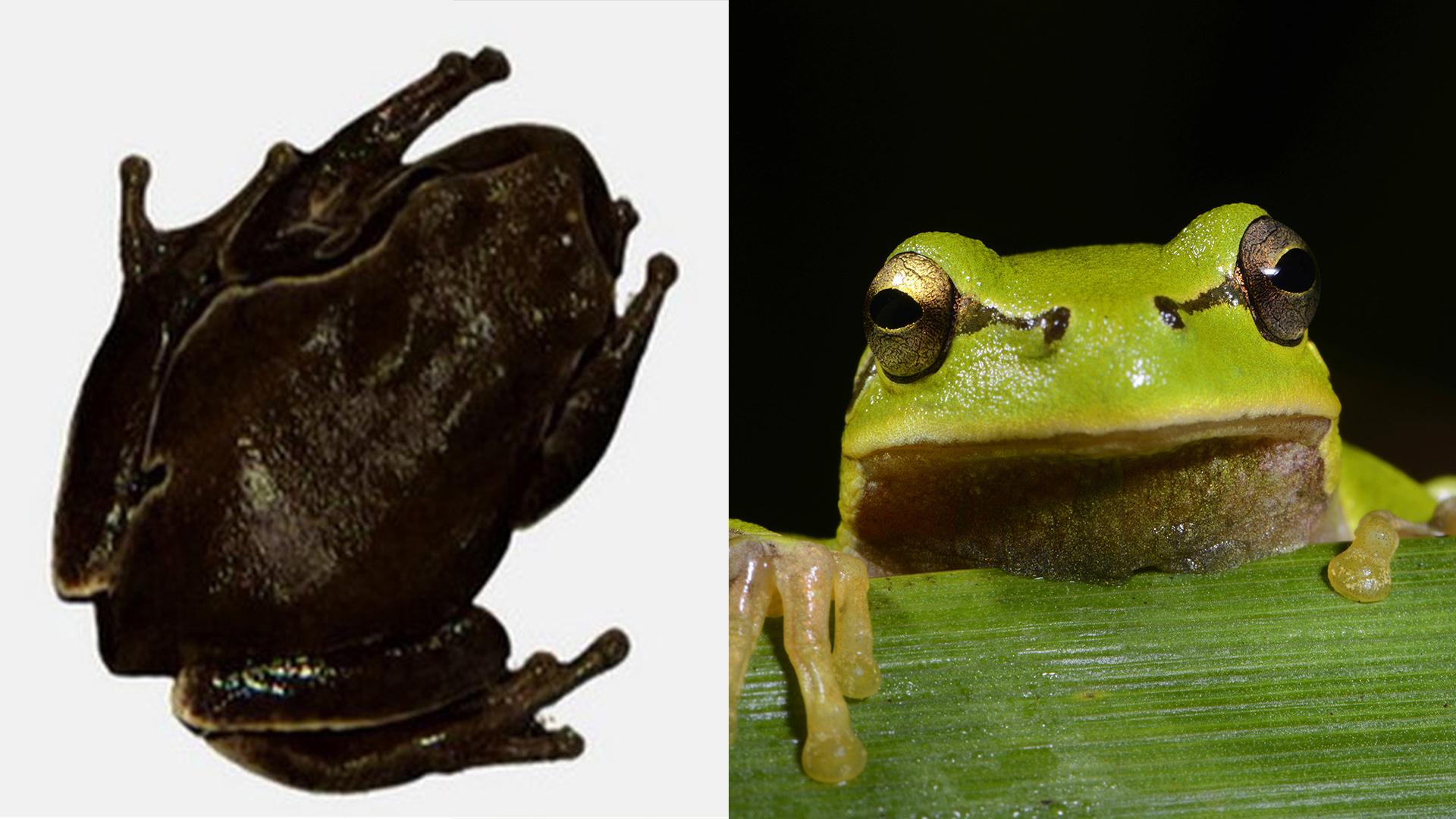 Чёрная чернобыльская квакша и обычная зелёная/ Фото: Univercity of Orizaola; imago stock&people/globallookpress.com