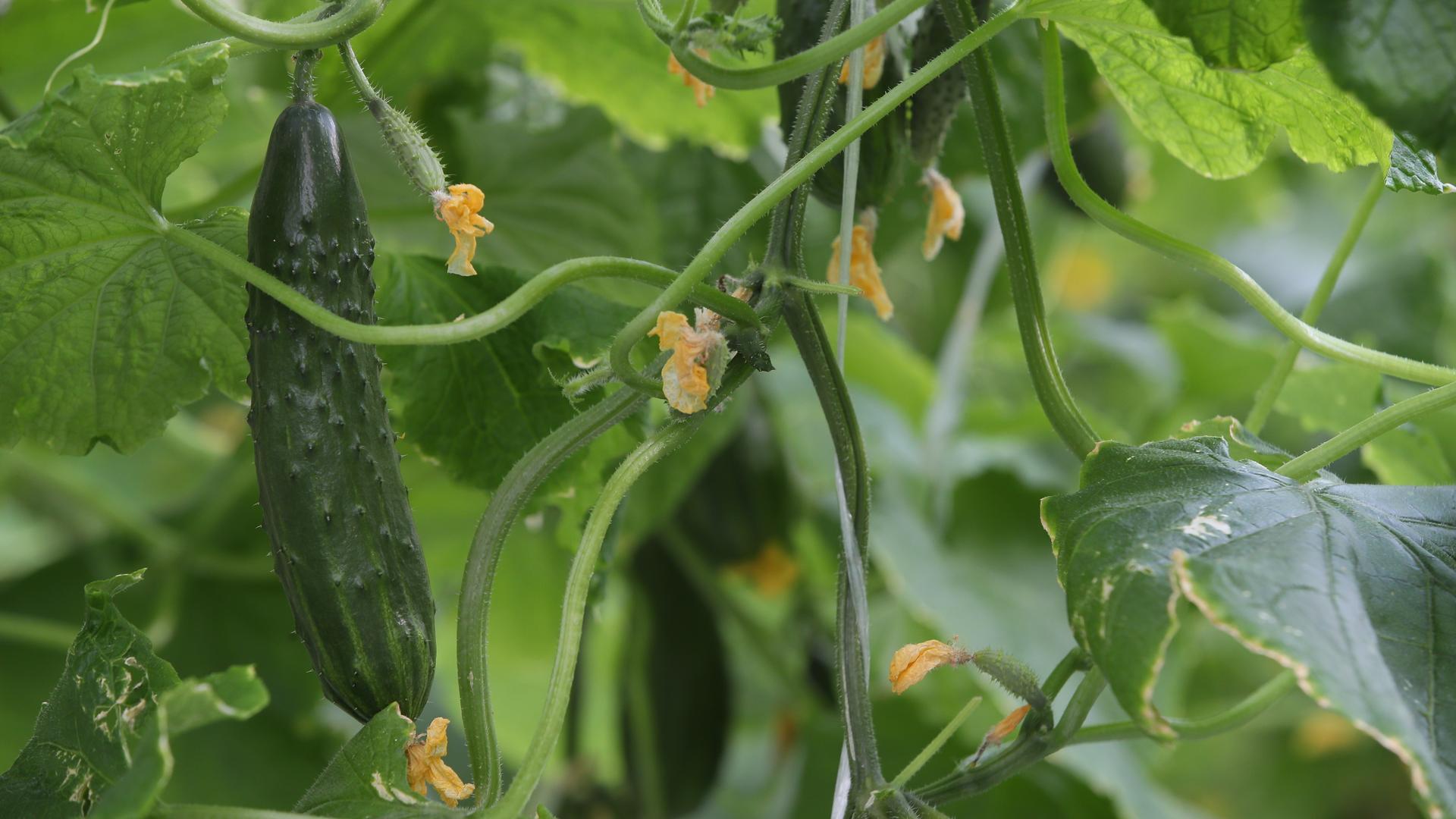 Фото: ИЗВЕСТИЯАлексей Майшев