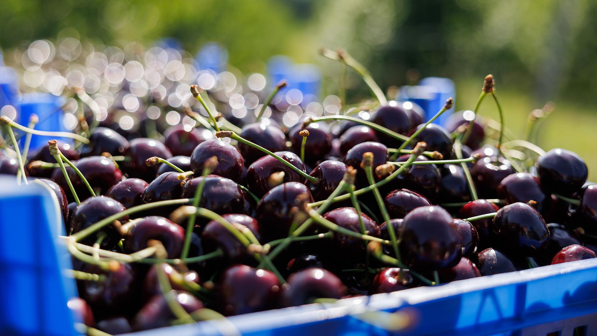 Фото: Daniel Karmann/globallookpress.com