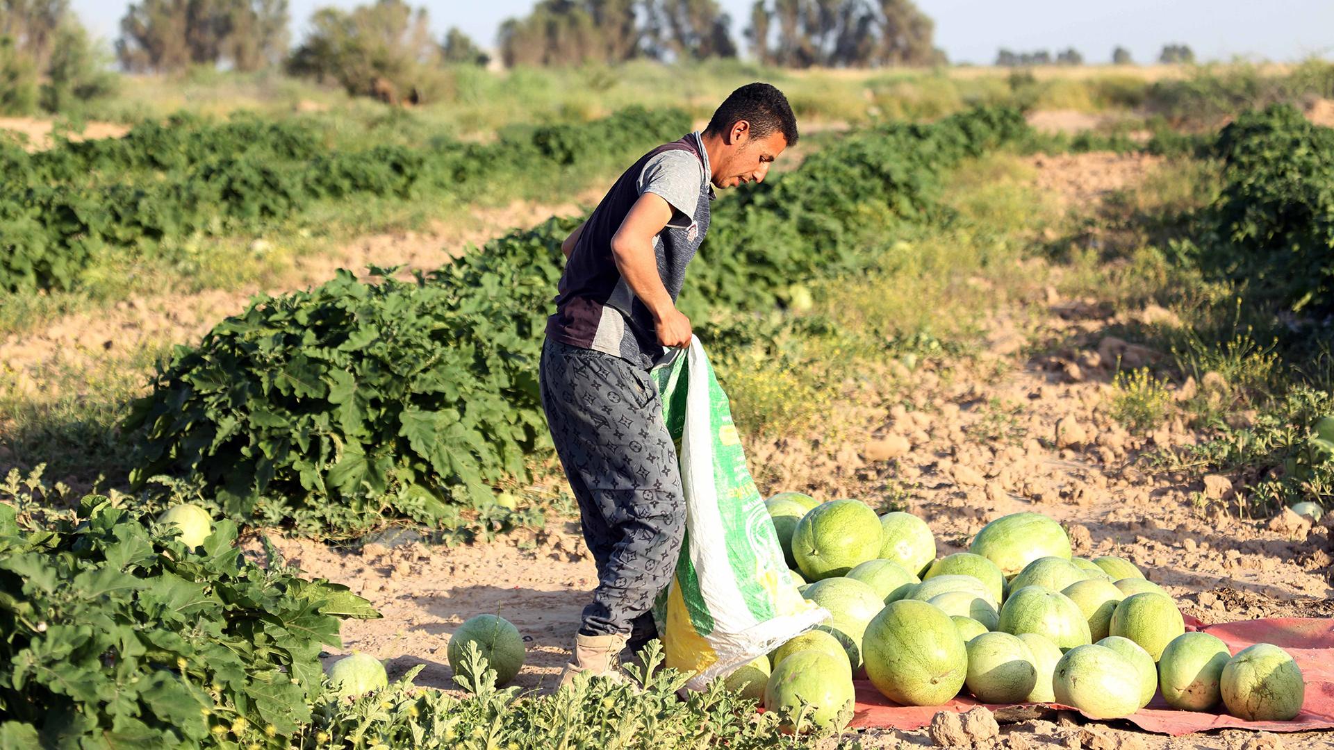 Фото: Khalil Dawood/globallookpress.com