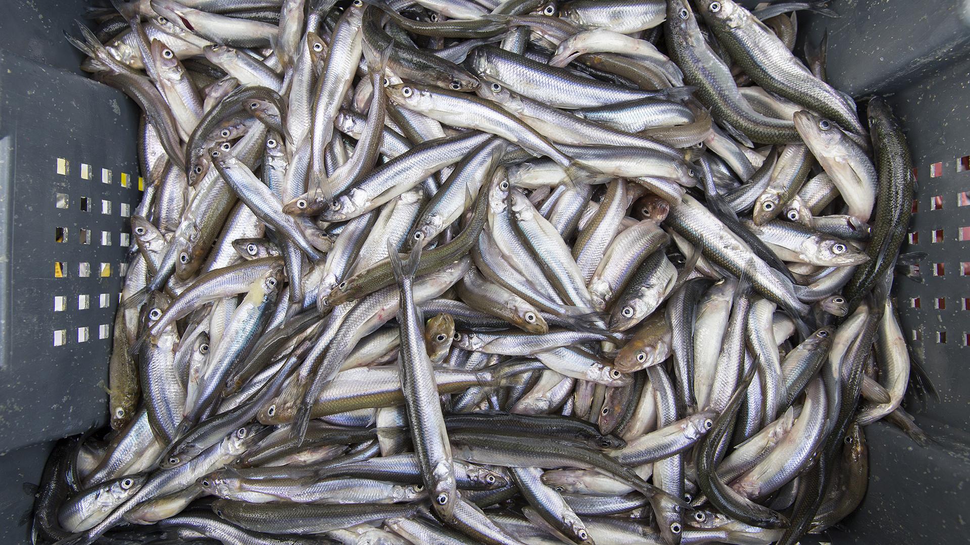 Фото: Aleksey Smyshlyaev/globallookpress.com