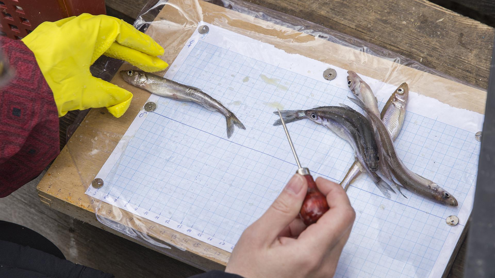 Фото: Aleksey Smyshlyaev/globallookpress.com