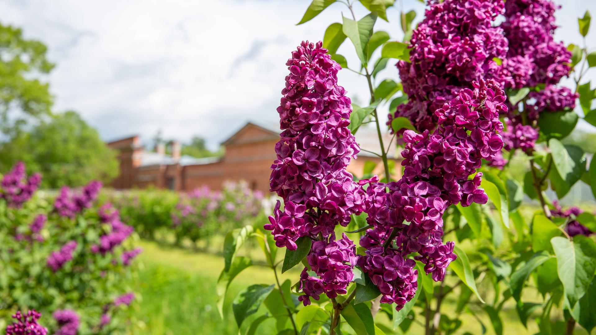Фото: ГМЗ «Царское Село»