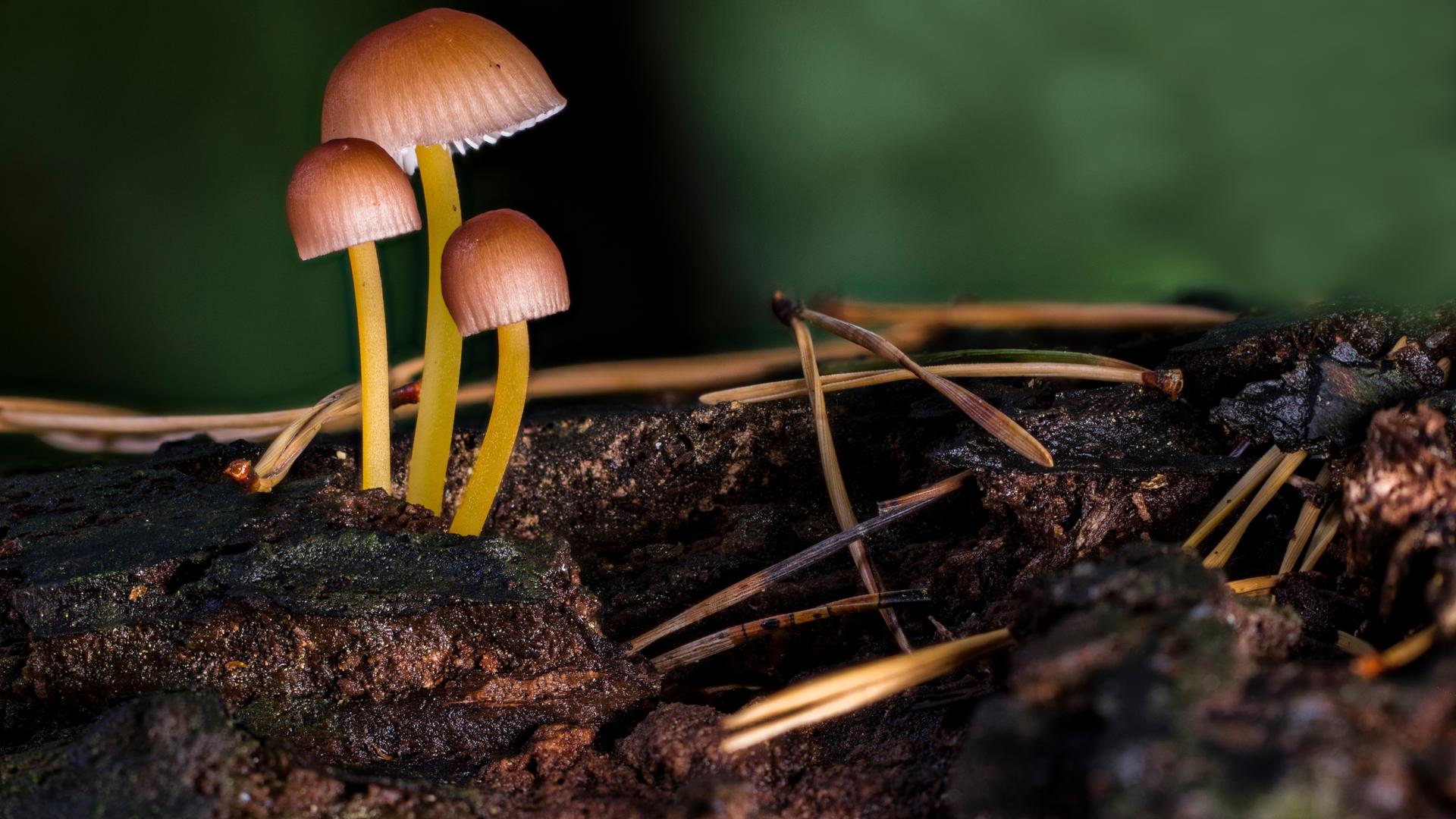 Фото: pixabay