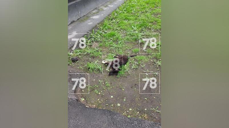 Фото: 78.ru