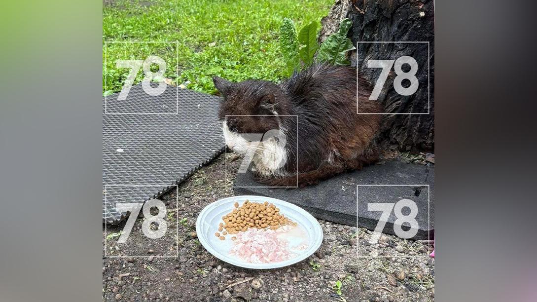 Фото: 78.ru