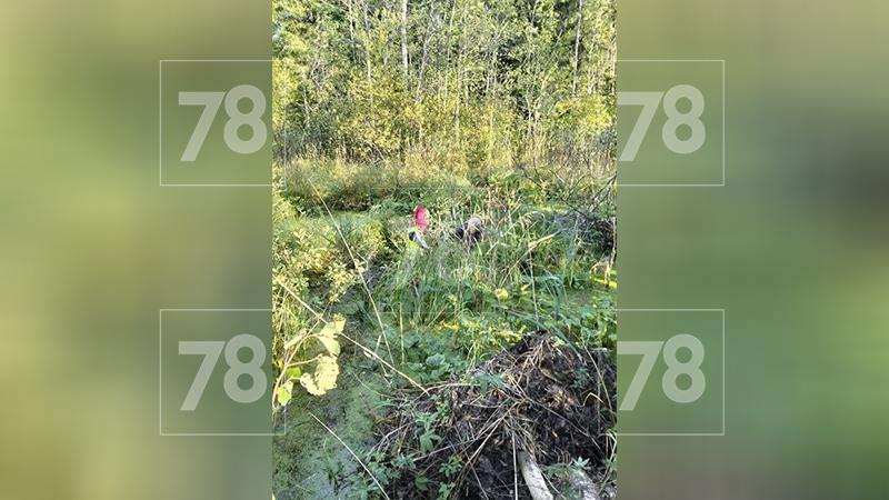 Фото: 78.ru