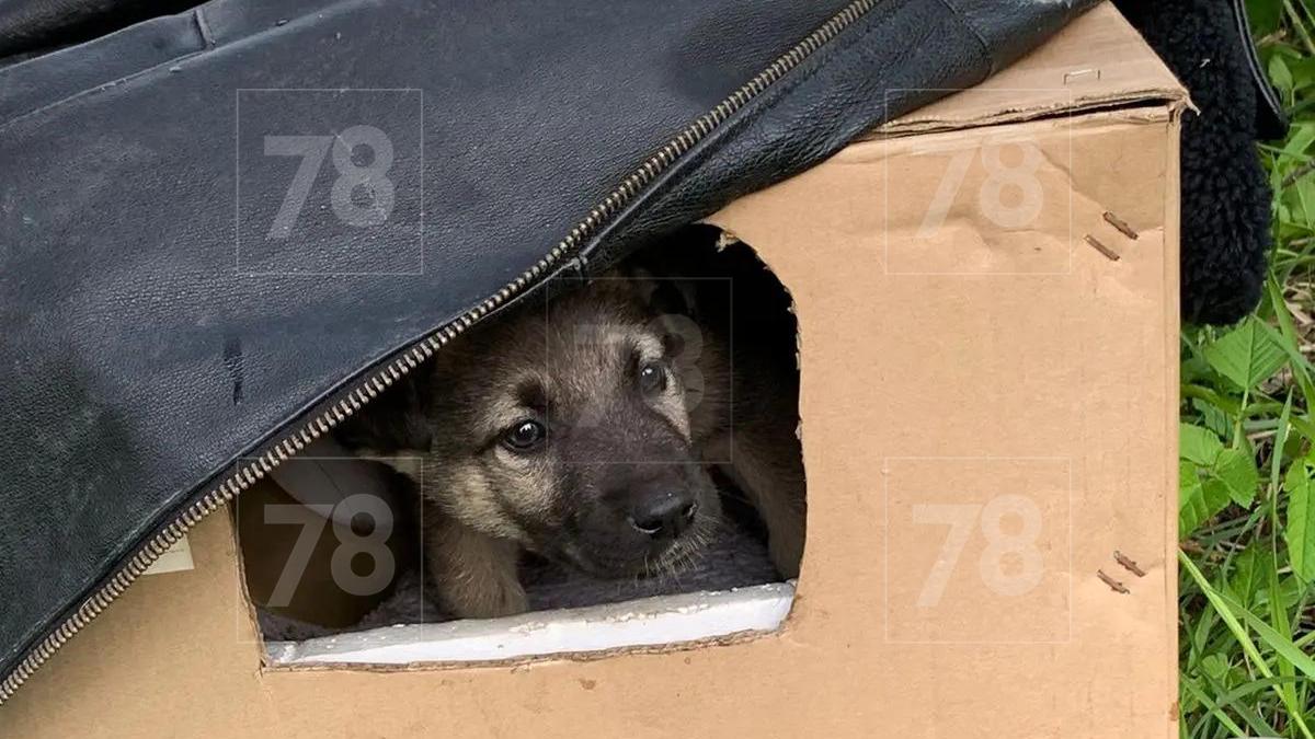Фото: 78.ru